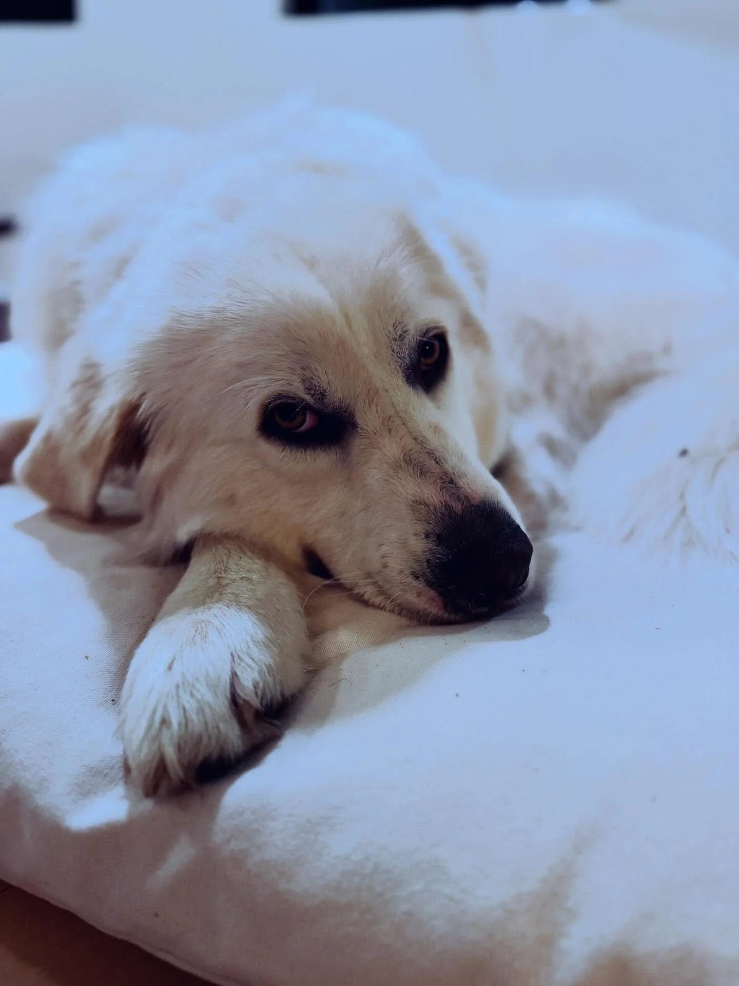 A pause to cuddle with Cozy has felt extra good lately. It&rsquo;s amazing how these pets we love so much can calm our nervous system. 🤍