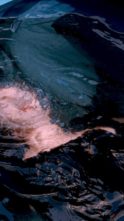 ezgif.com-gif-maker (1).gif