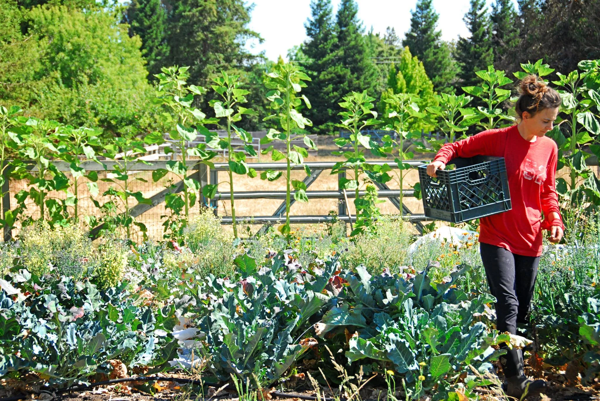 1: Caiti Hachmyer on rural gentrification, the contradictory economics of farming, and no-till at a human scale, 