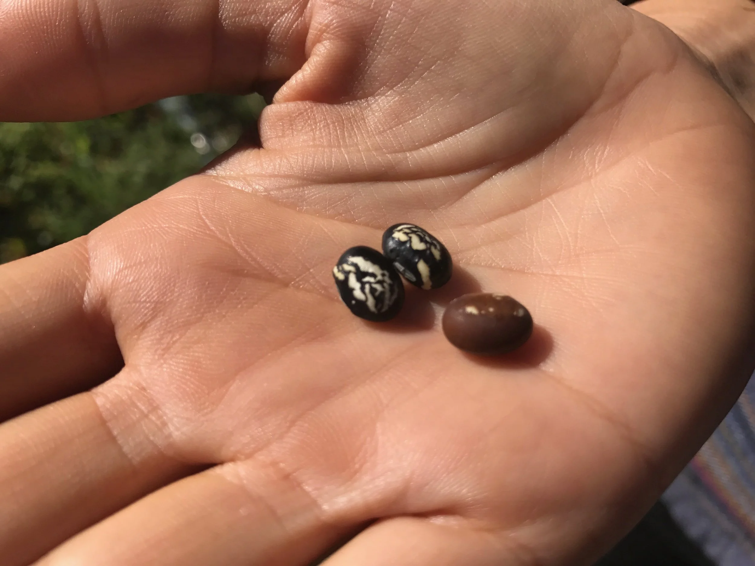 34: Kristyn Leach of Namu Farm on finding roots and community through plants, adapting Korean vegetables to California, and figuring out farming without fossil fuels