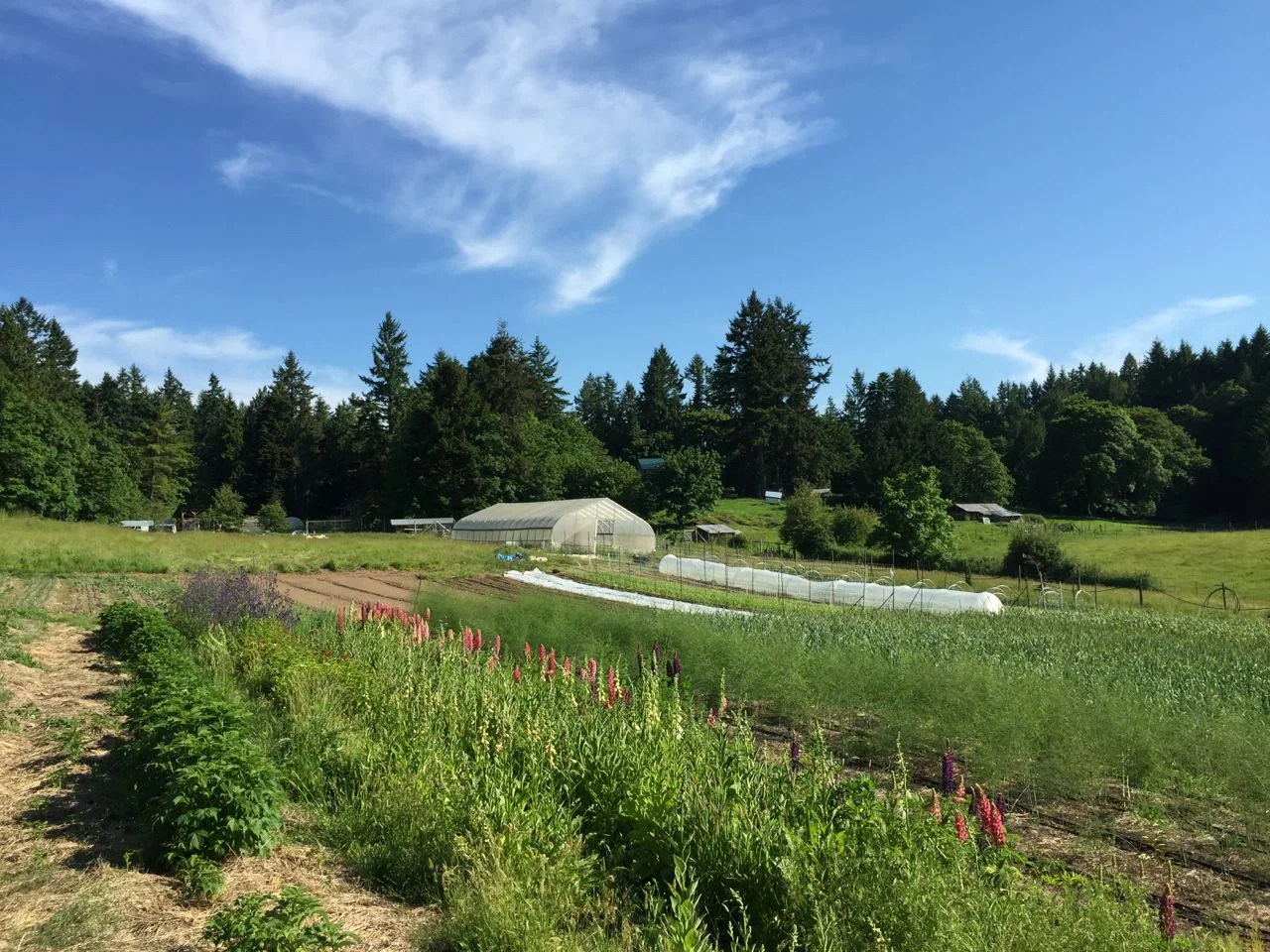 13: Molly Willson and Zack Hemstreet of Bullock Lake Farm on becoming farmers, diversity as a farming strategy, and the potential of farms to bring community together.