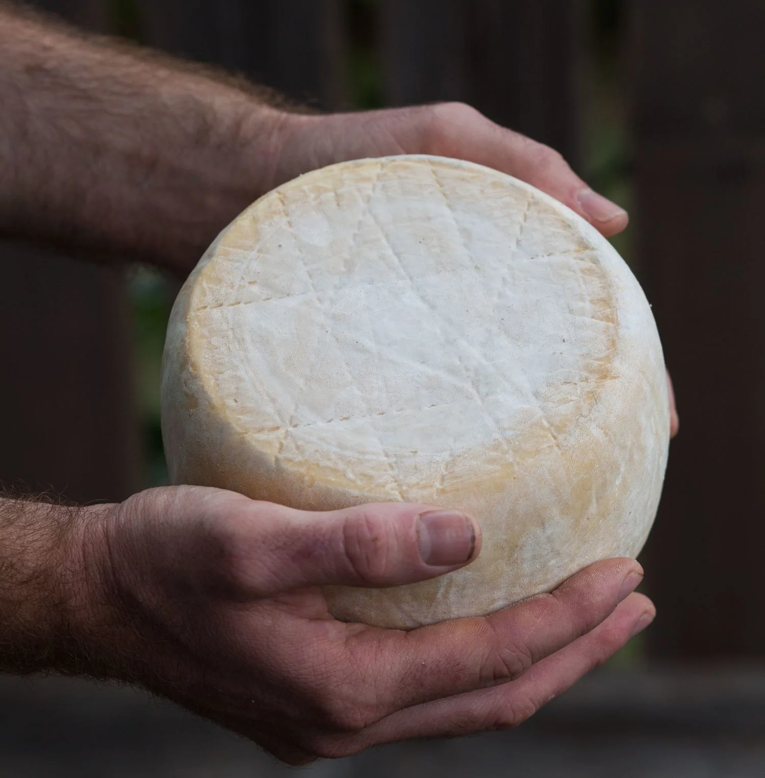  18: David Asher on raw milk, kefir cultures, and how diversity makes cheese and food systems resilient
