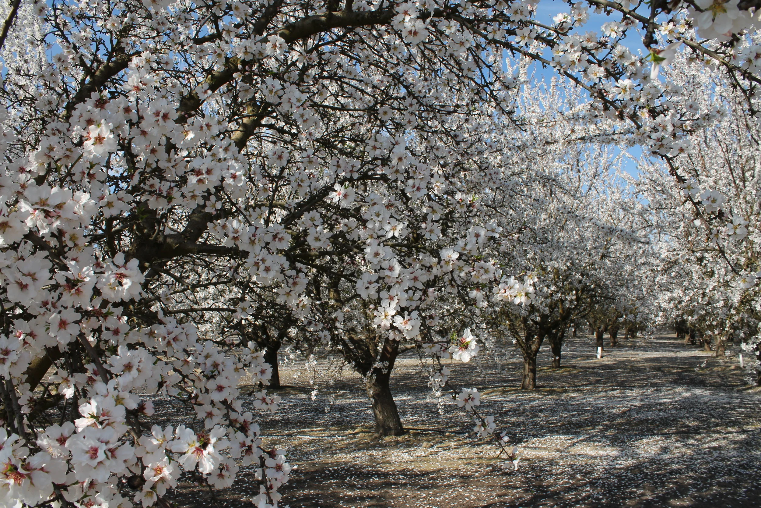 53: Janaki Jagannath on an ecological approach to environmental justice in the San Joaquin Valley