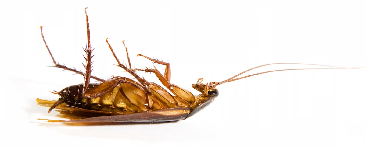 Cockroach.jpeg