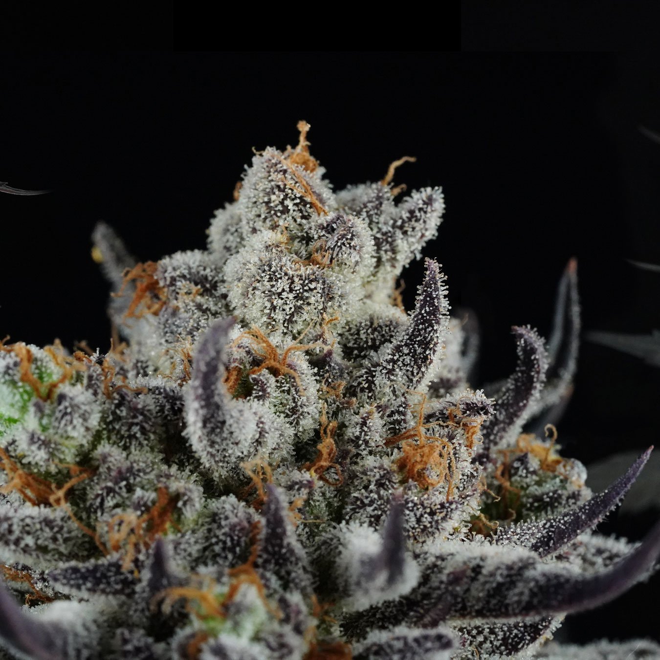 slurricane-2.jpg