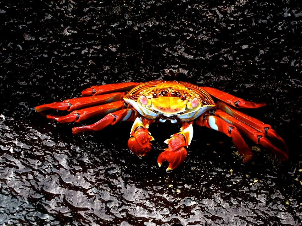 Sally Lightfoot Crab I