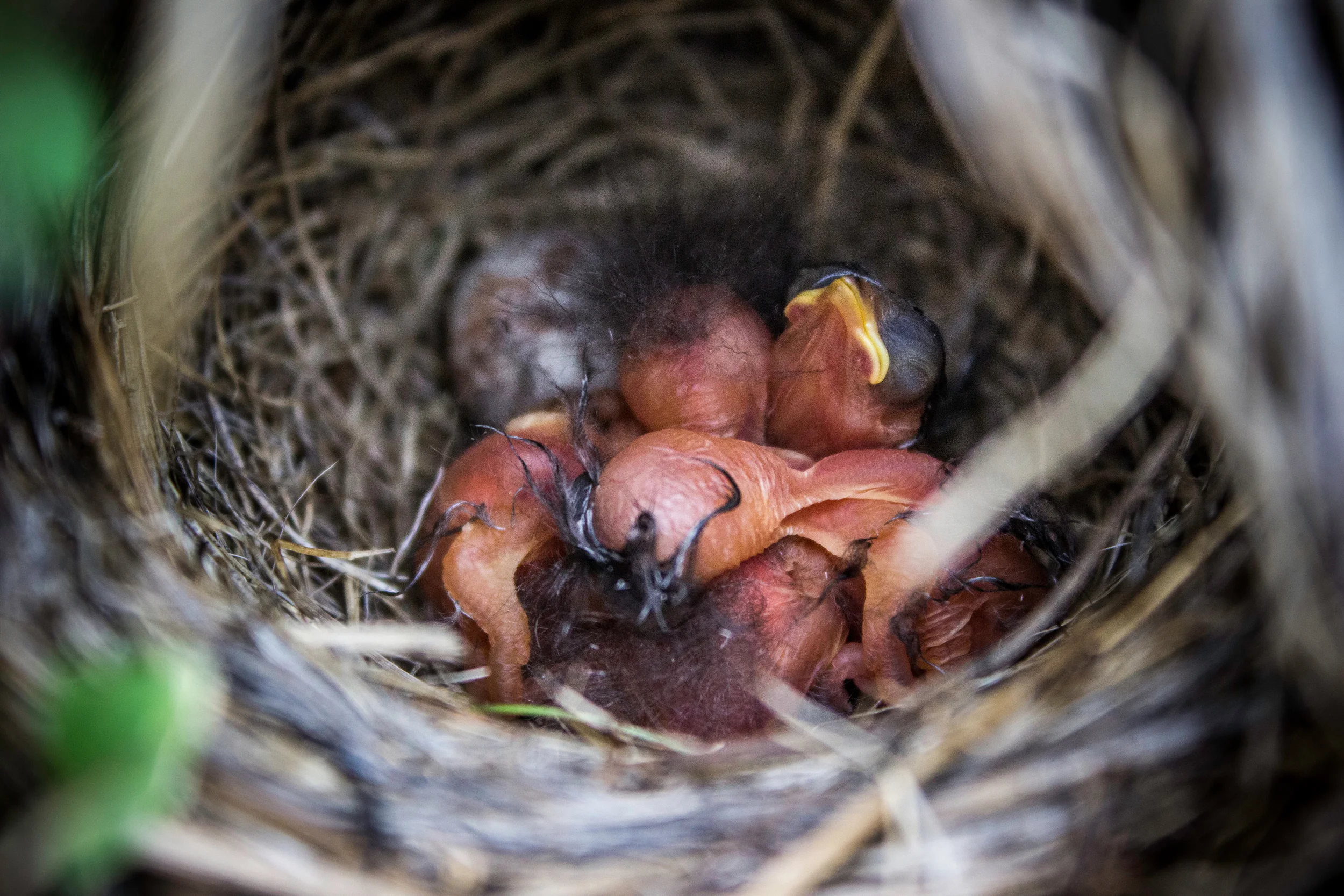 Junco hyemalis