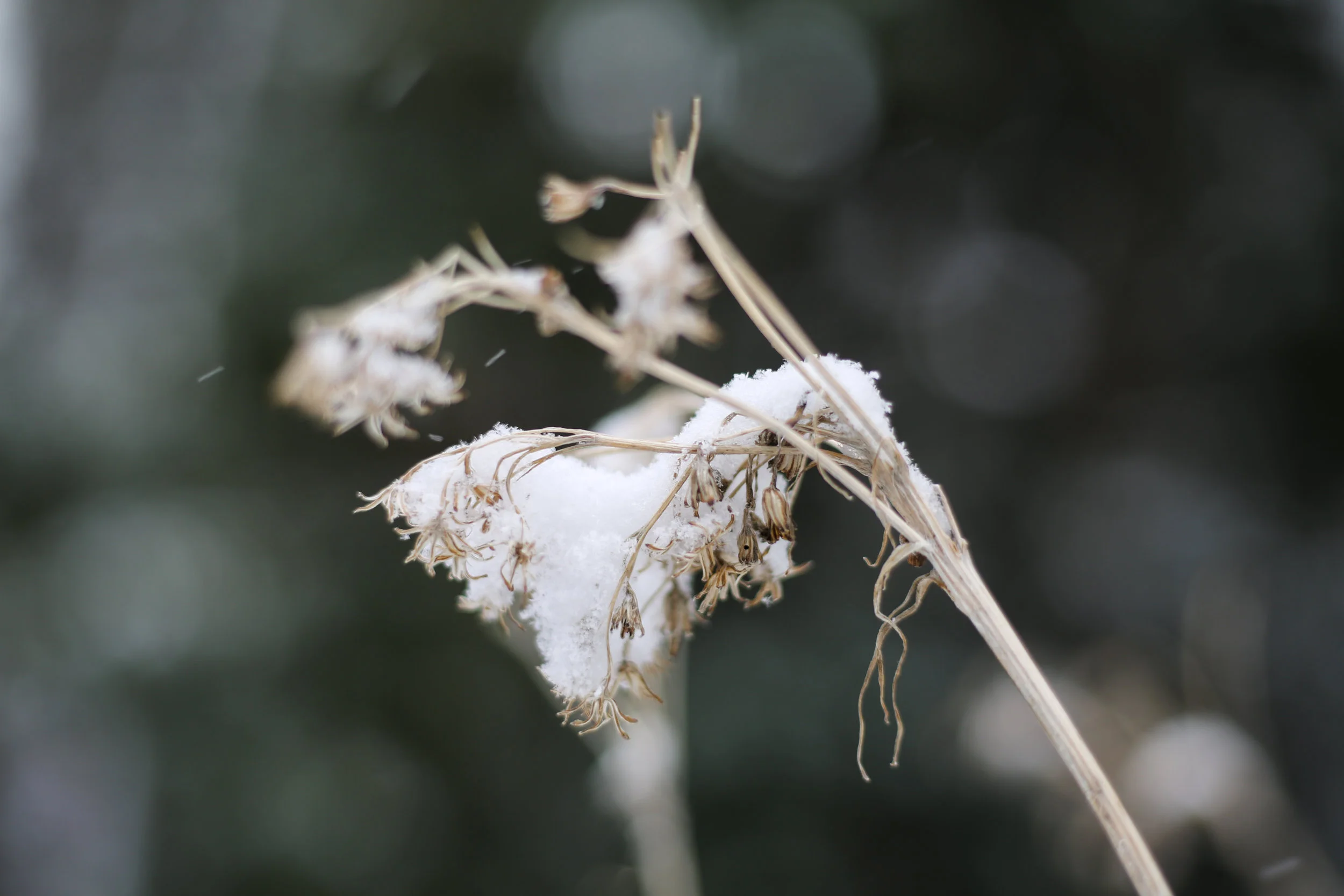 Winter Coat