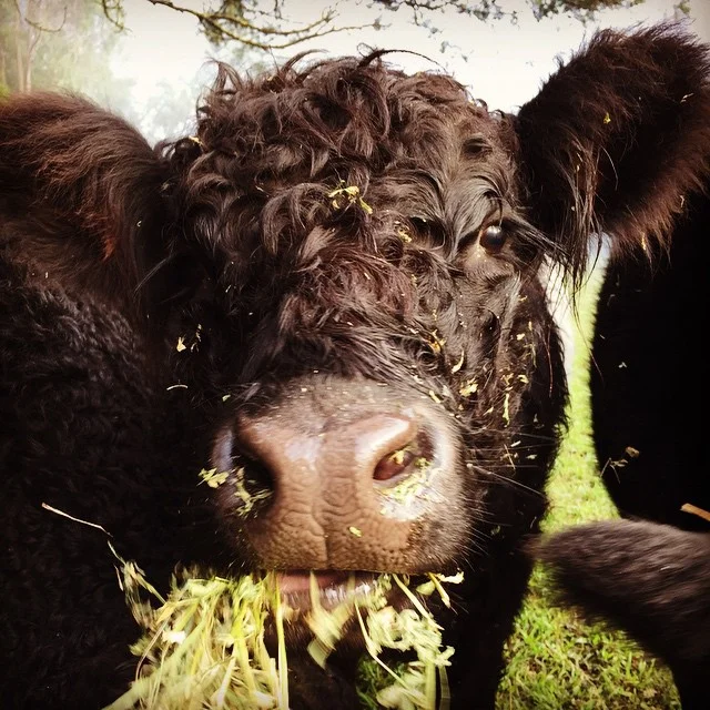 Hanna. Belted Galloway.
