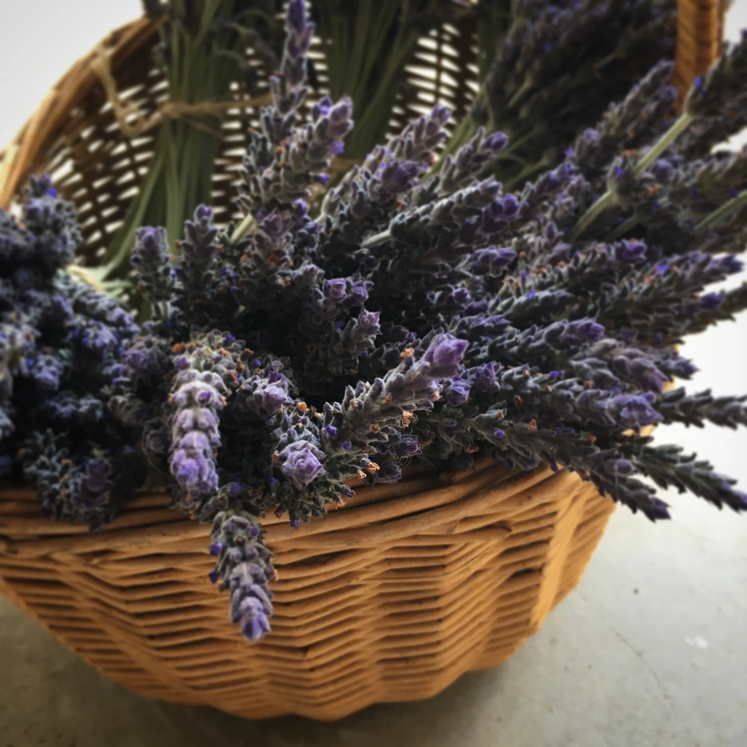 The old lavender farm