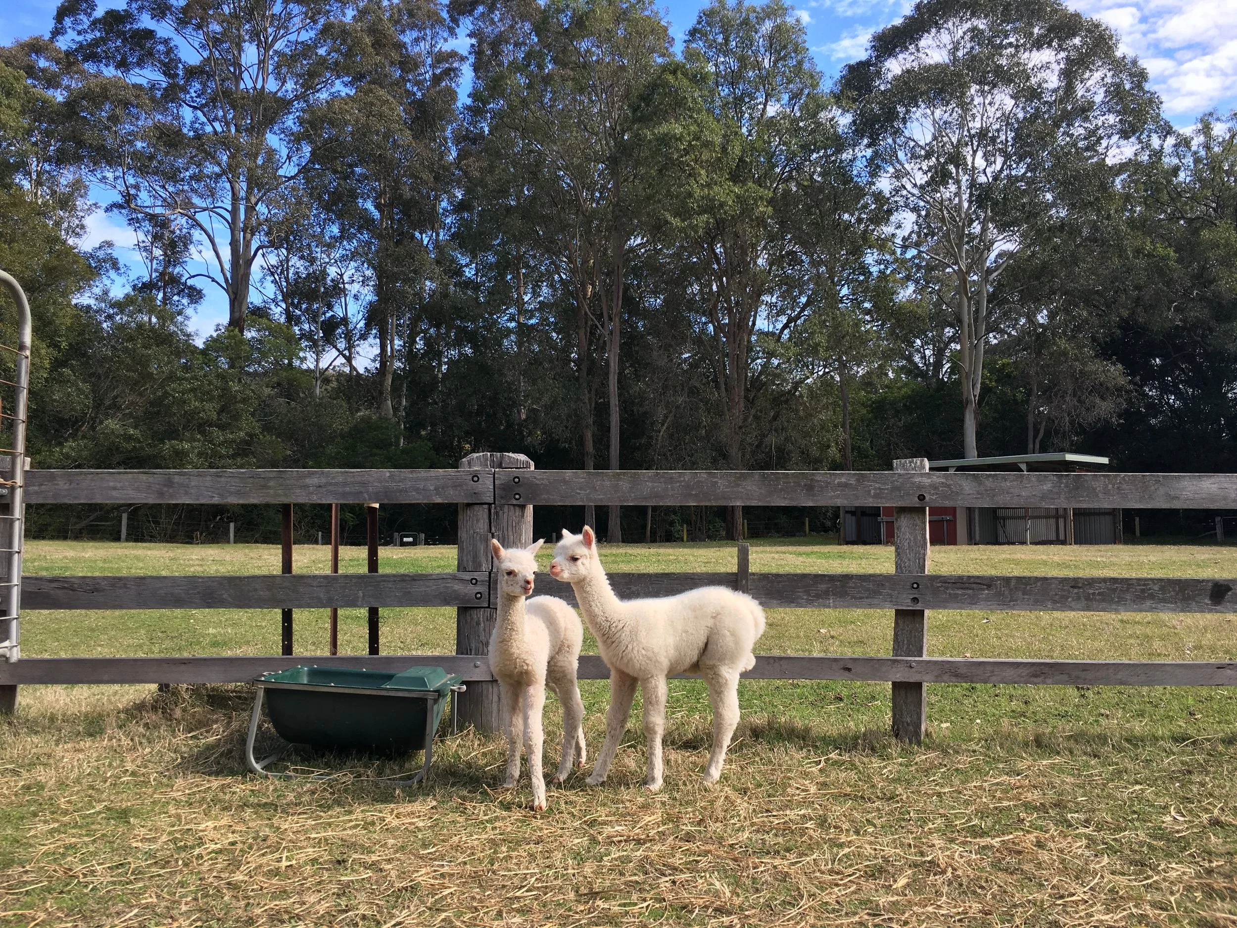Wollombi Valley's Premium Alpaca Breeder
