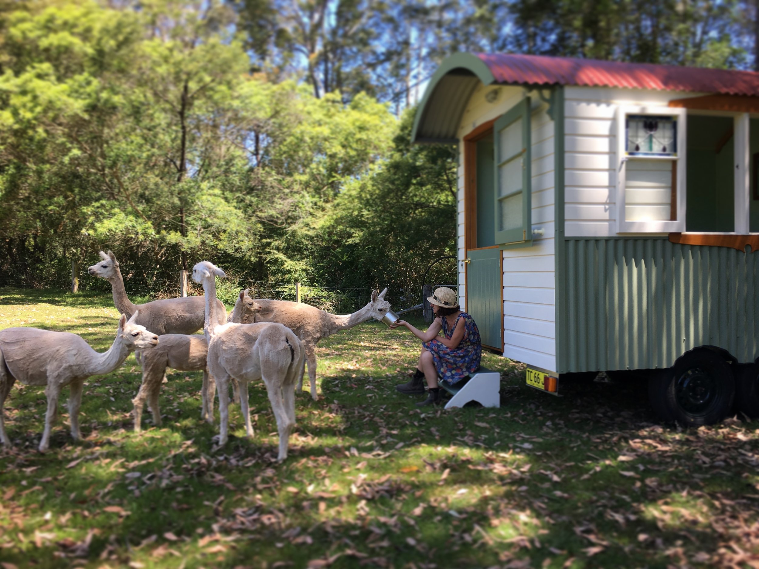 daniela hut feeding alpacas .jpeg