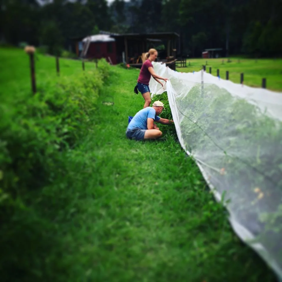 Tomato Season at Little Valley Farm