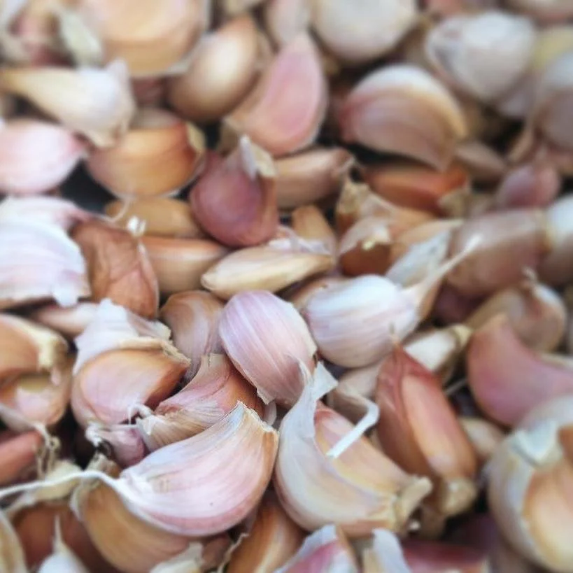 Turban Purple Garlic by Little Valley Farm