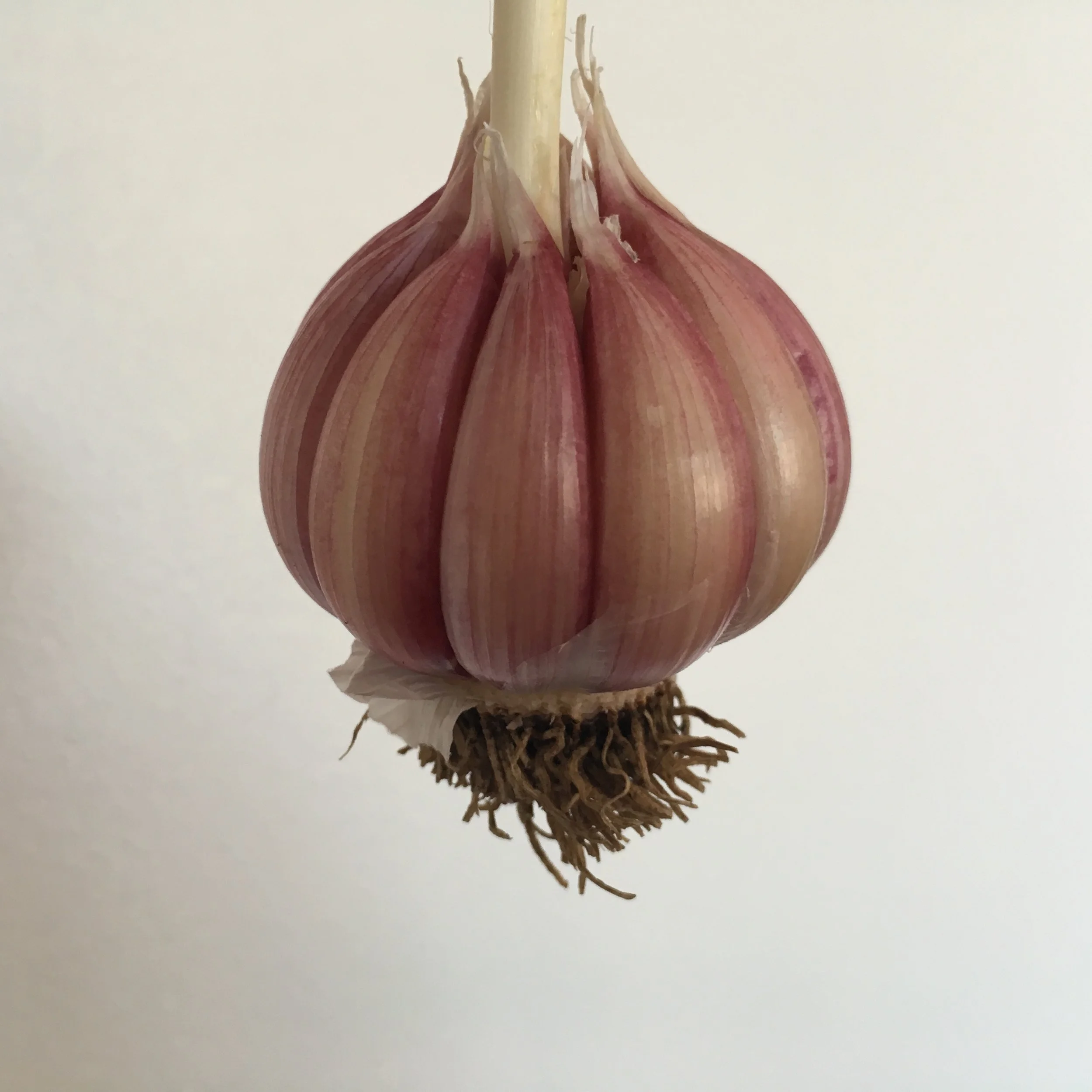 Turban Purple Garlic by Little Valley Farm