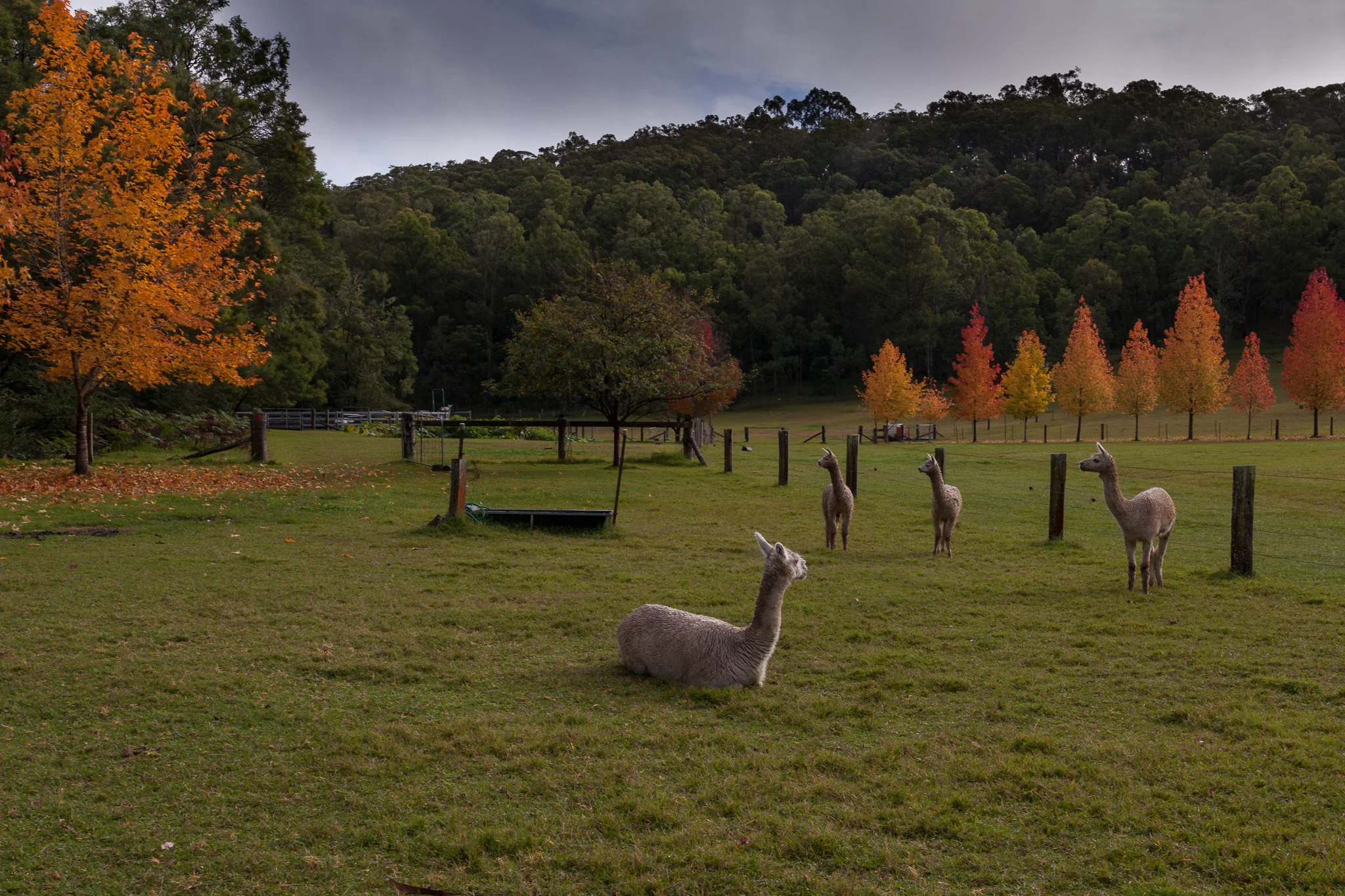 Photo courtesy by Cheryl Warning. Autumn 2017 at Little Valley Farm