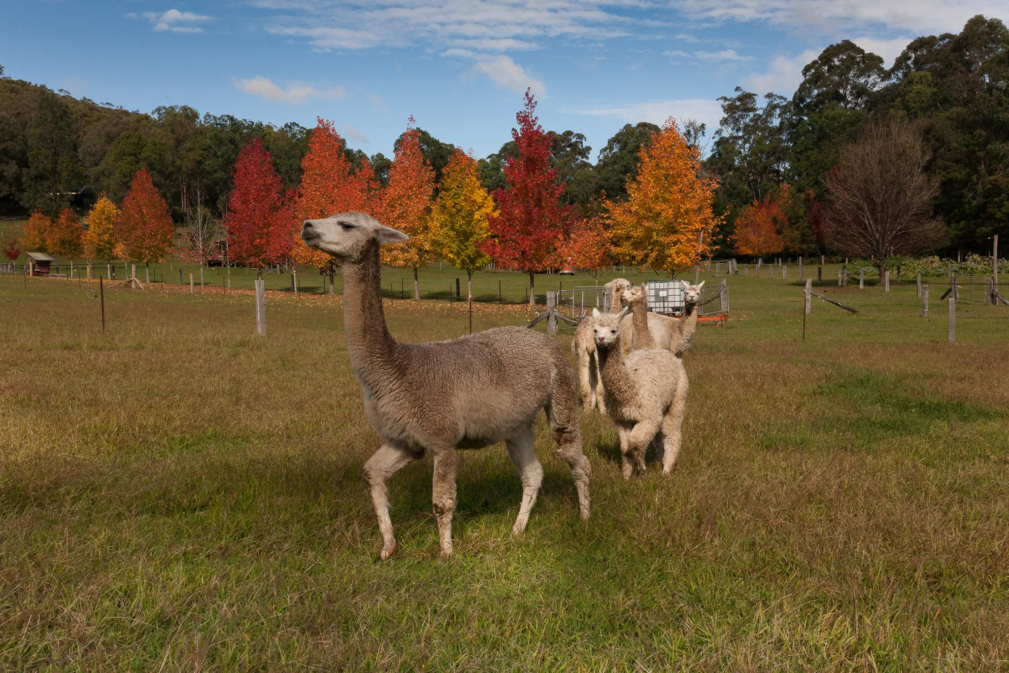 When purchasing an alpaca from Little Valley Farm please ensure you have your PIC code ready and can be easily obtained from your Local Land Services. Refer to the link above to obtain yours. We will now include your PIC number on our invoice for traceability. Image above courtesy of Cheryl Warning. Autumn 2017 at Little Valley Farm.