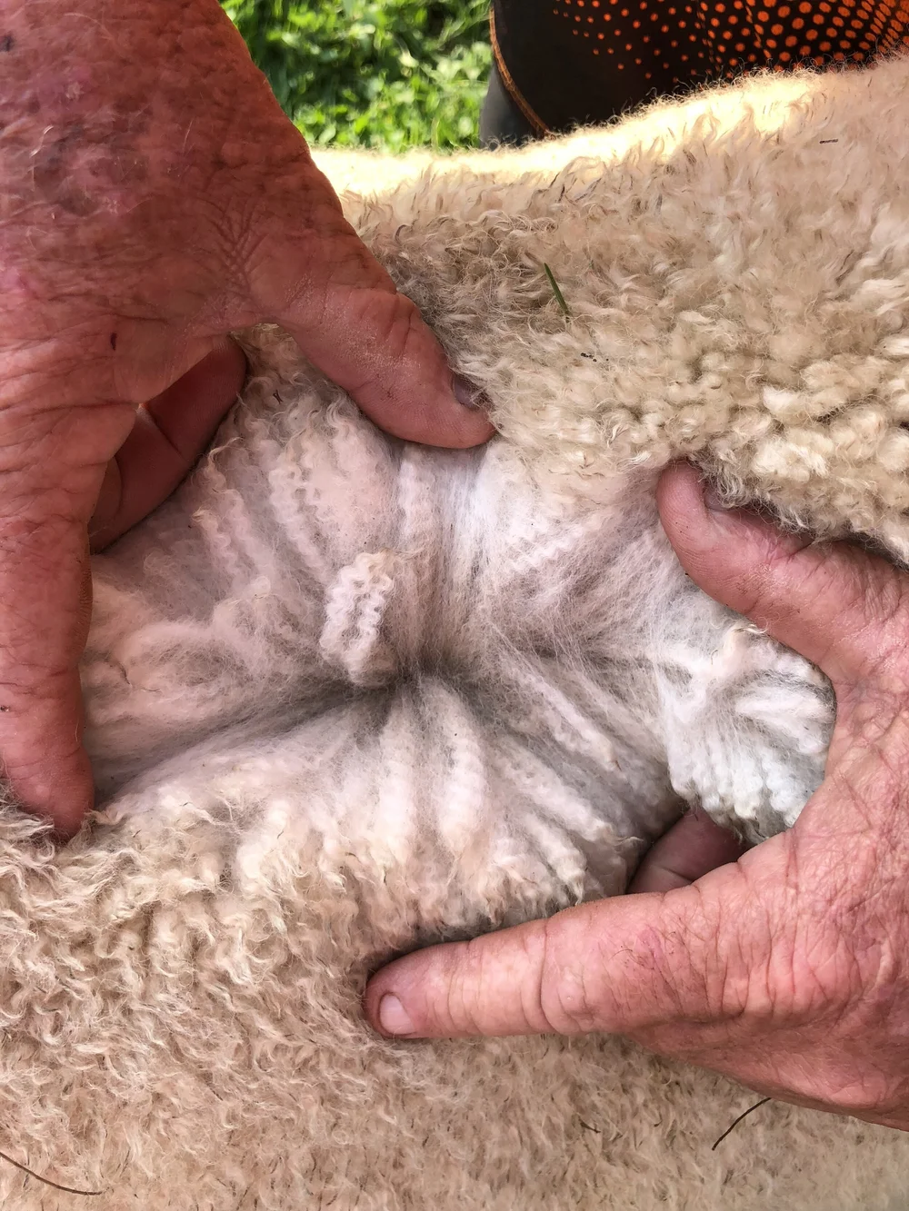 Quality Breeding