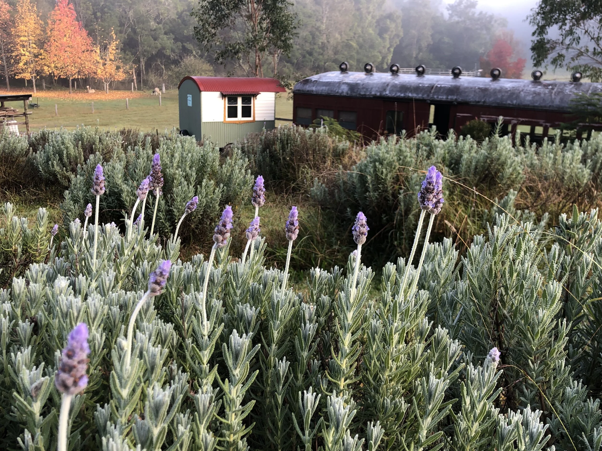 Old Lavender Farm