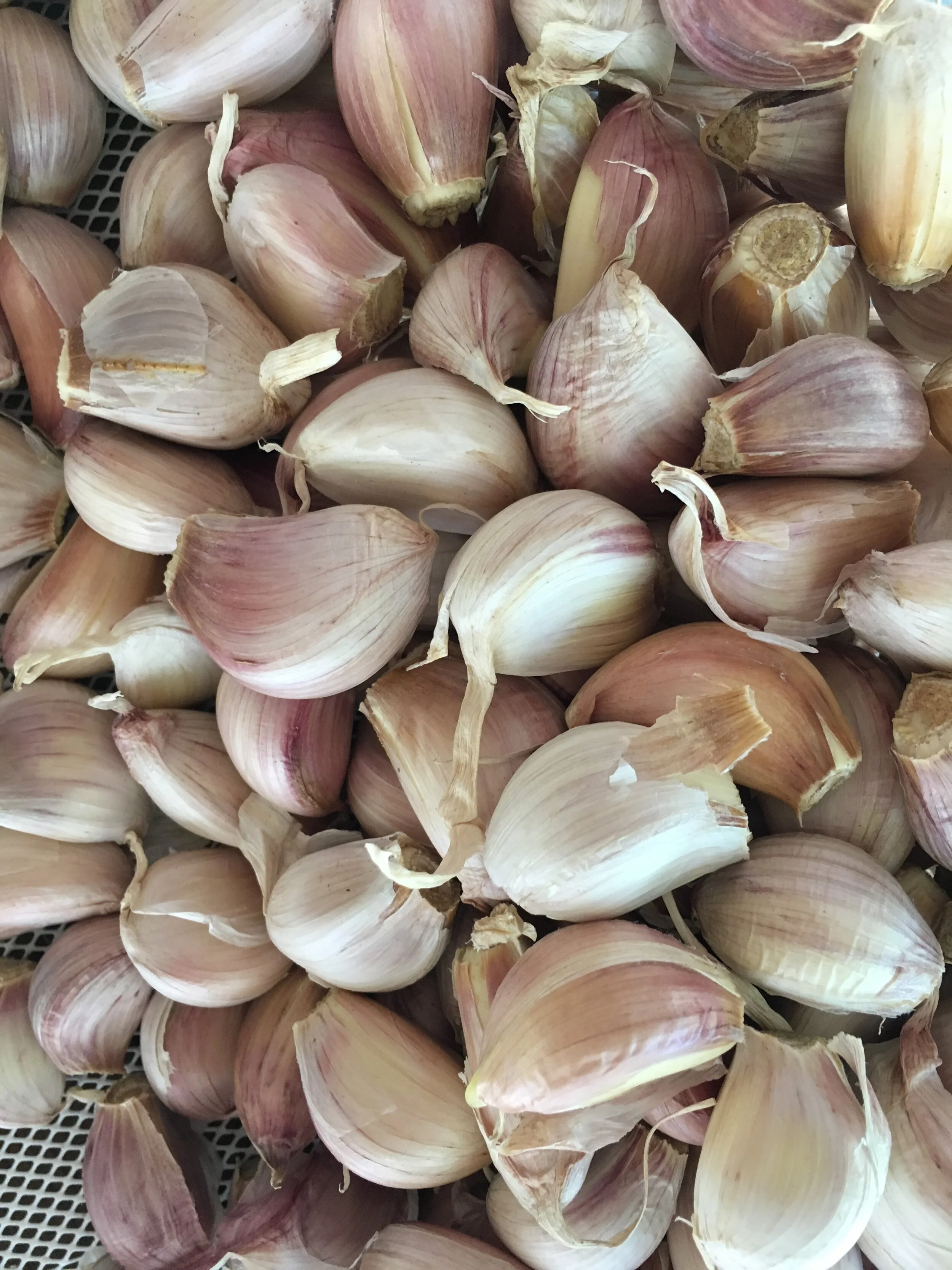 GARLIC seed stock from Little Valley Farm — Little Valley Farm