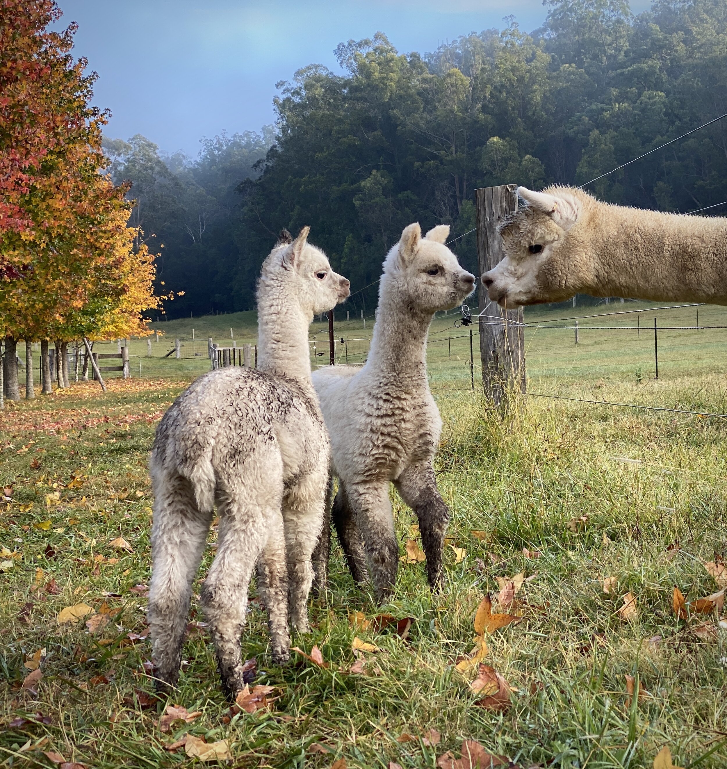 first meeting