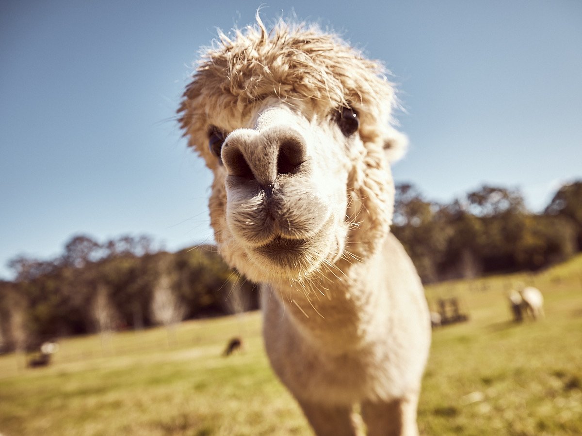 2020_08_17_alpaca_2672.JPG