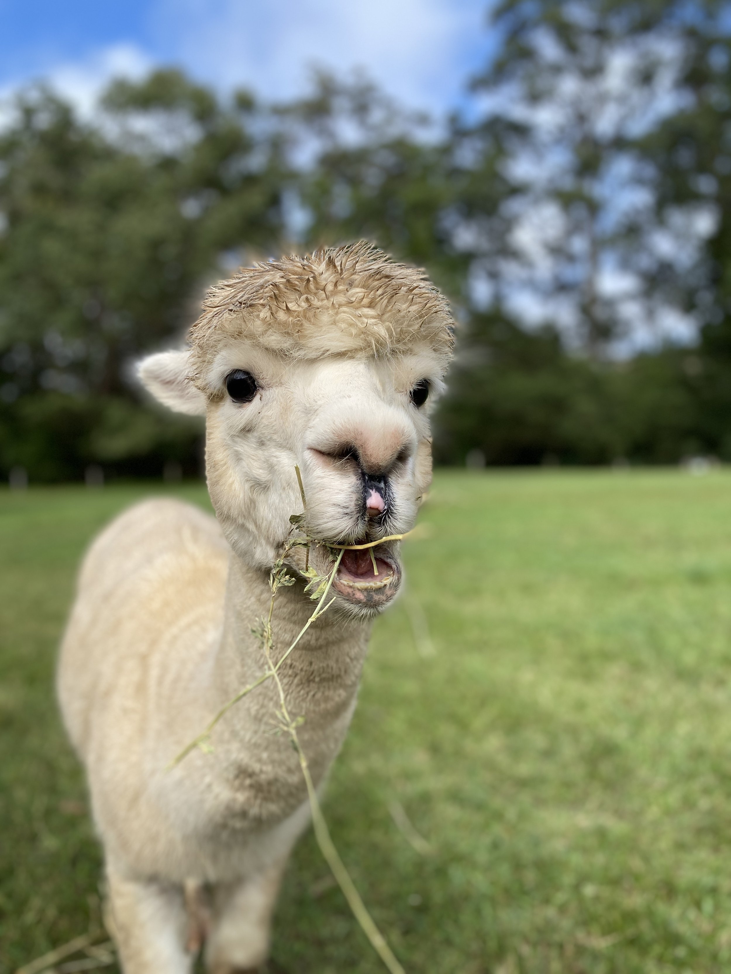 Alpacas for sale in the Hunter Valley  Little Valley Farm — Little Valley  Farm