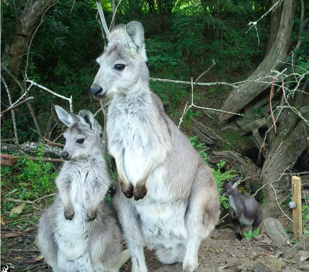 wallaroo family