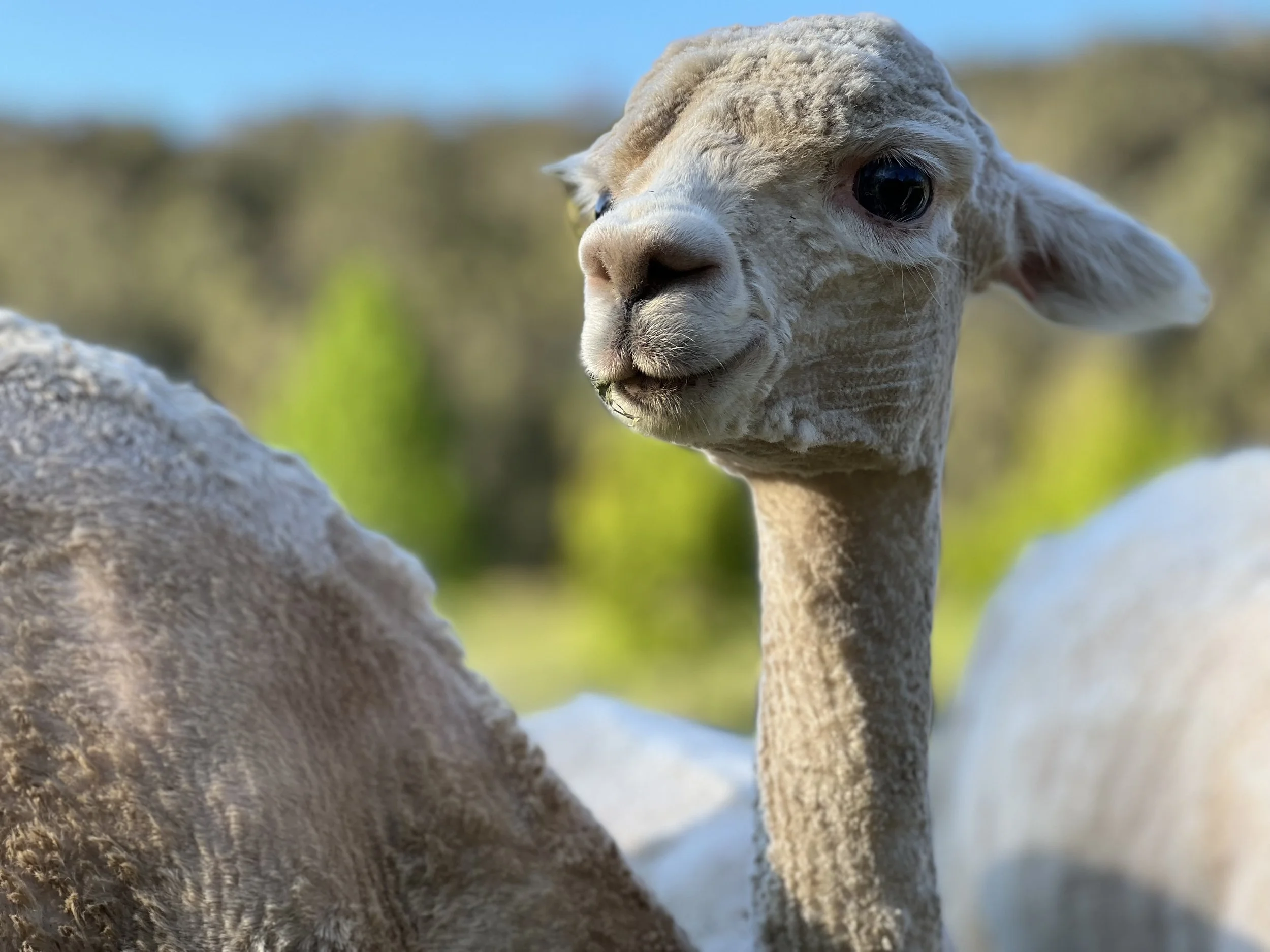 Alpacas for sale Hunter Valley