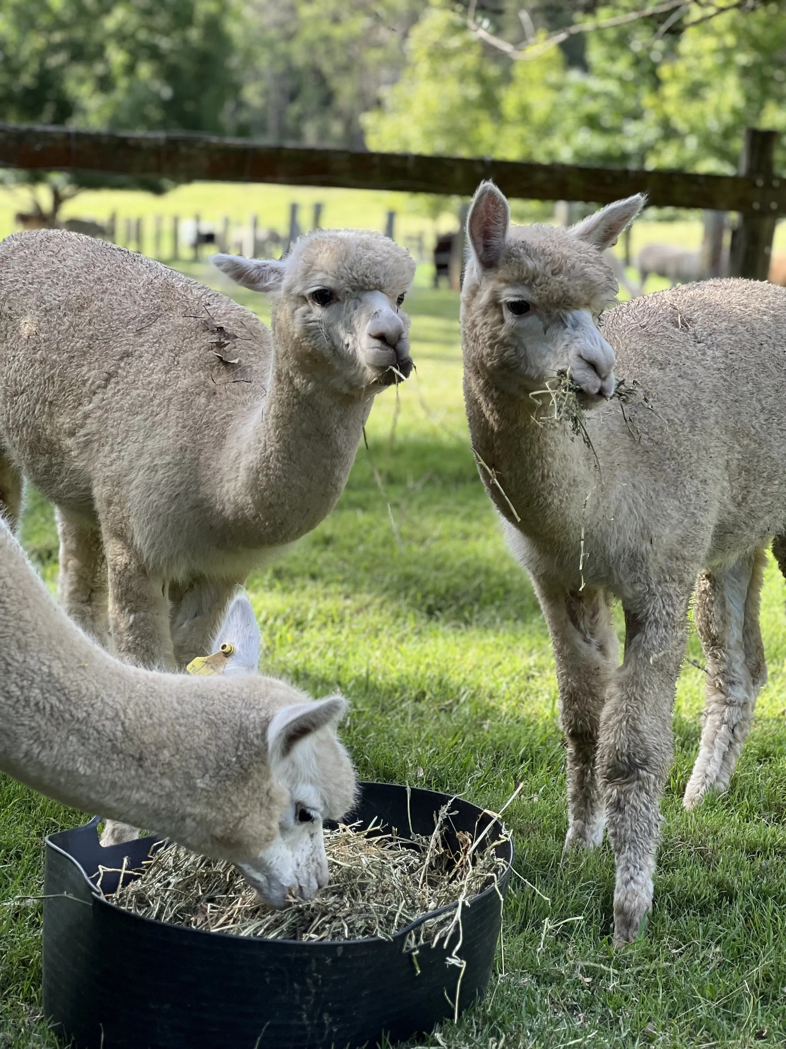 Alpaca Herd Sale in the Hunter Valley