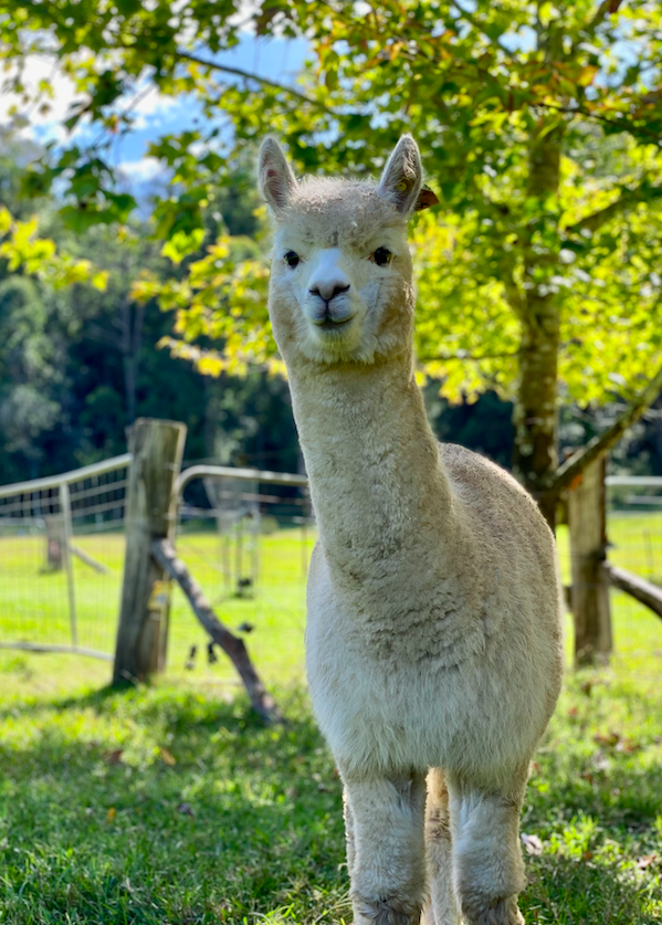 Sisters welcome new baby alpaca to herd, Local News