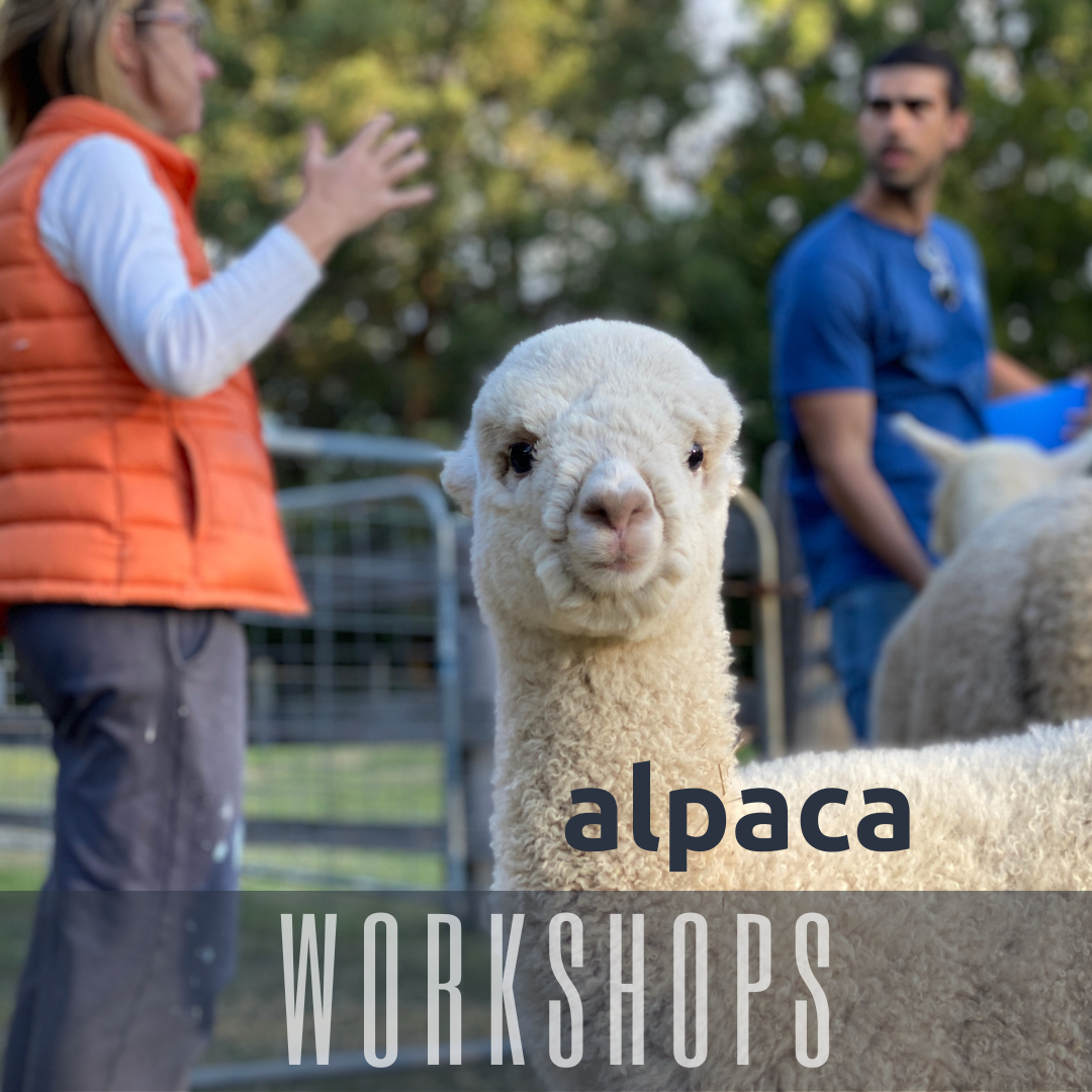 Interesting facts about alpacas — Little Valley Farm
