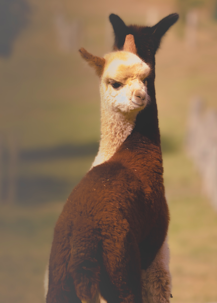 photogaphy huntervalley alpaca farm littlevalleyfarm.png