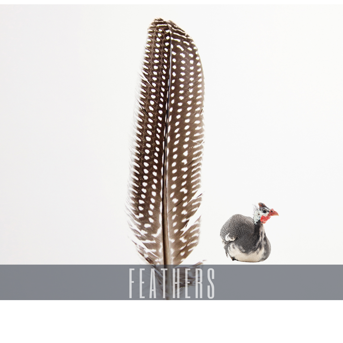 guinea fowl feathers little valley frm .png