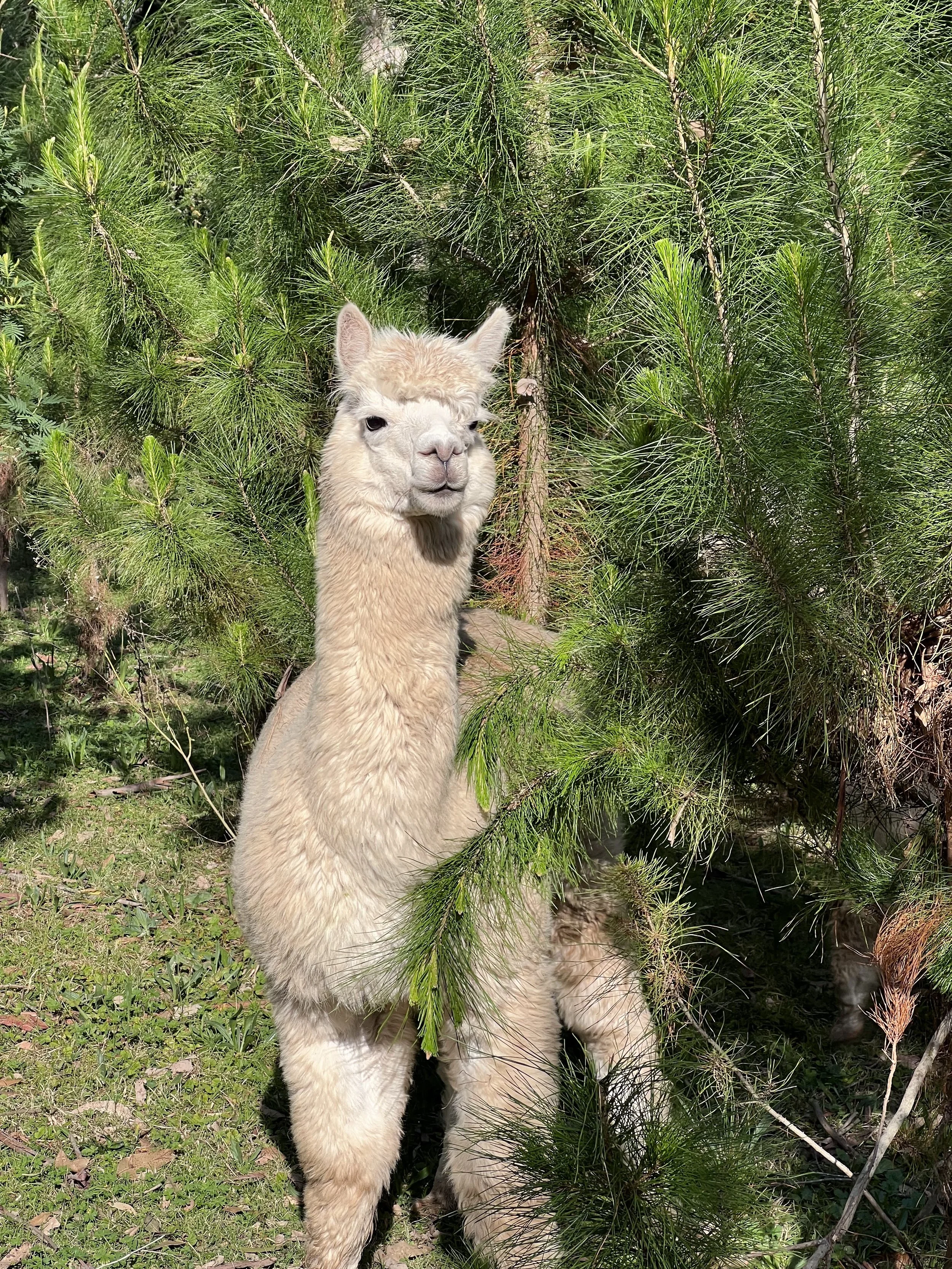 The joy of Christmas is alive; Start your plantation with our Christmas tree seedlings