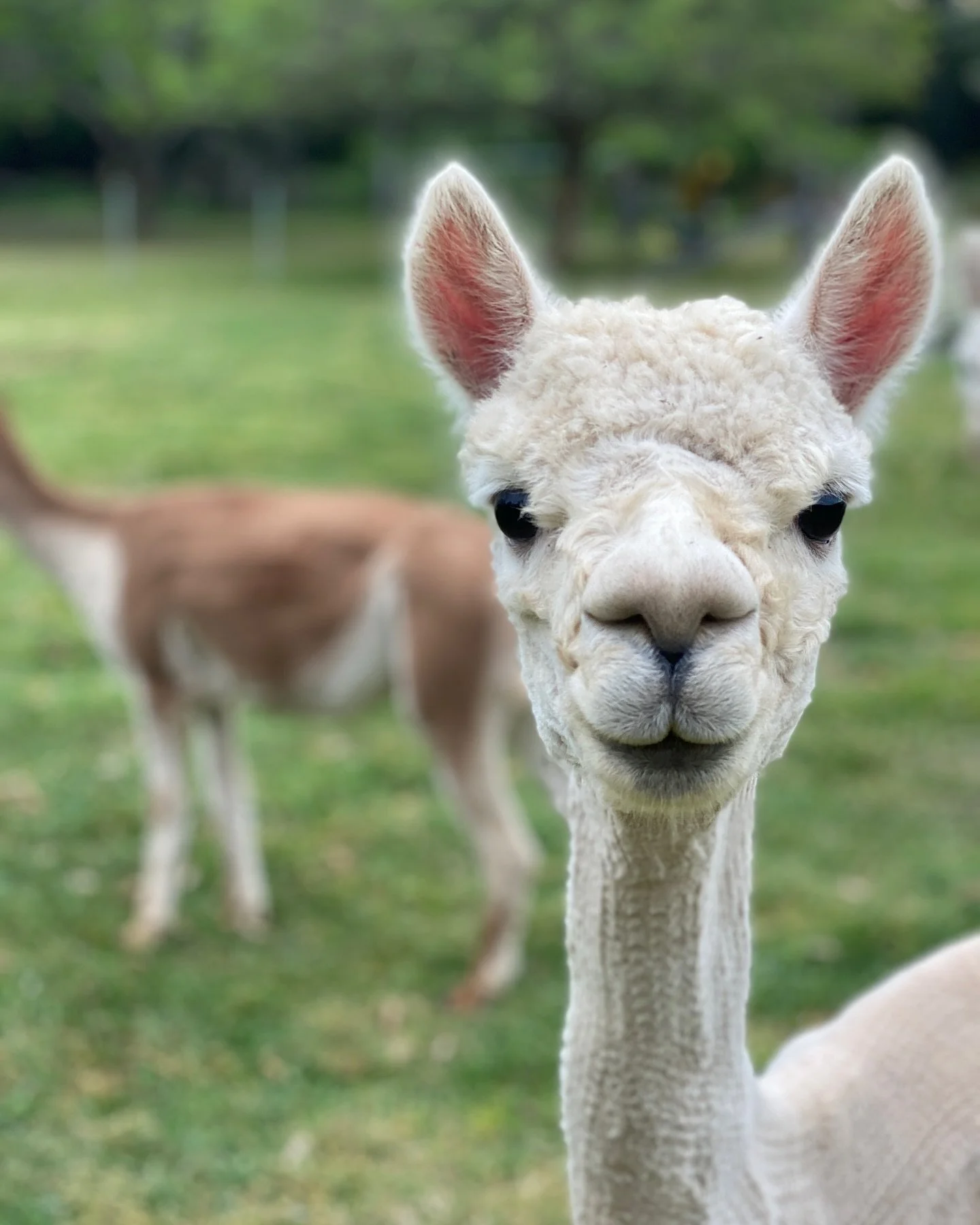 When an alpaca smiles just for you, you know it&rsquo;s a special day! 😍✨ Nothing like a one-of-a-kind alpaca grin to brighten your feed. #ExclusiveAlpacaSmiles #FarmCharm #OnlyForYou