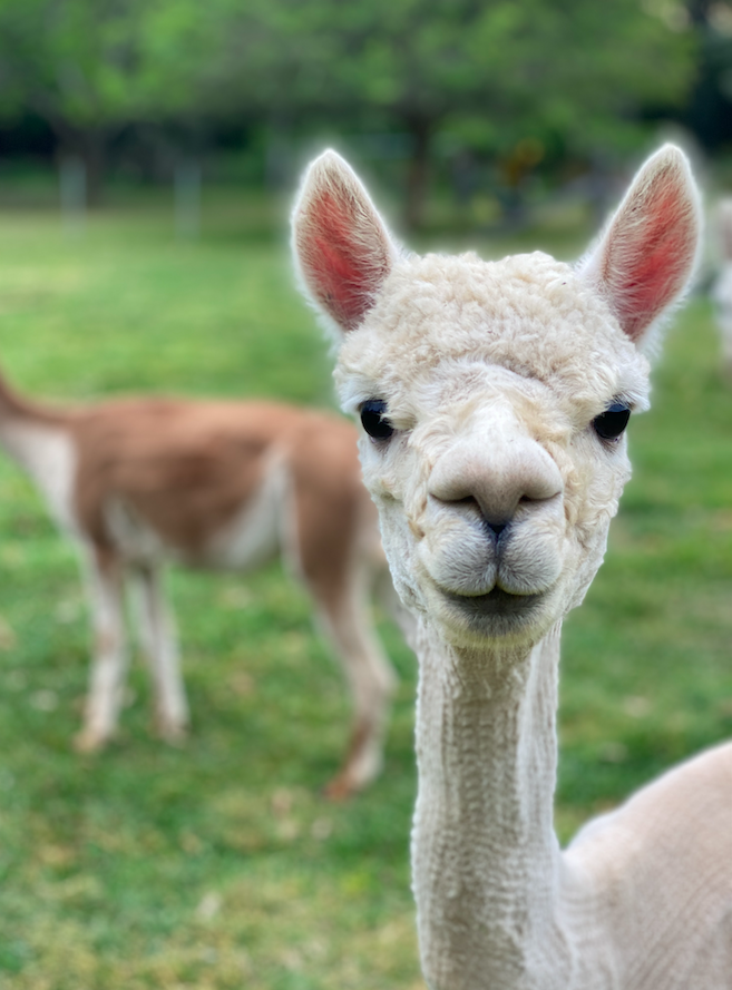Alpaca Sales in the Hunter Valley