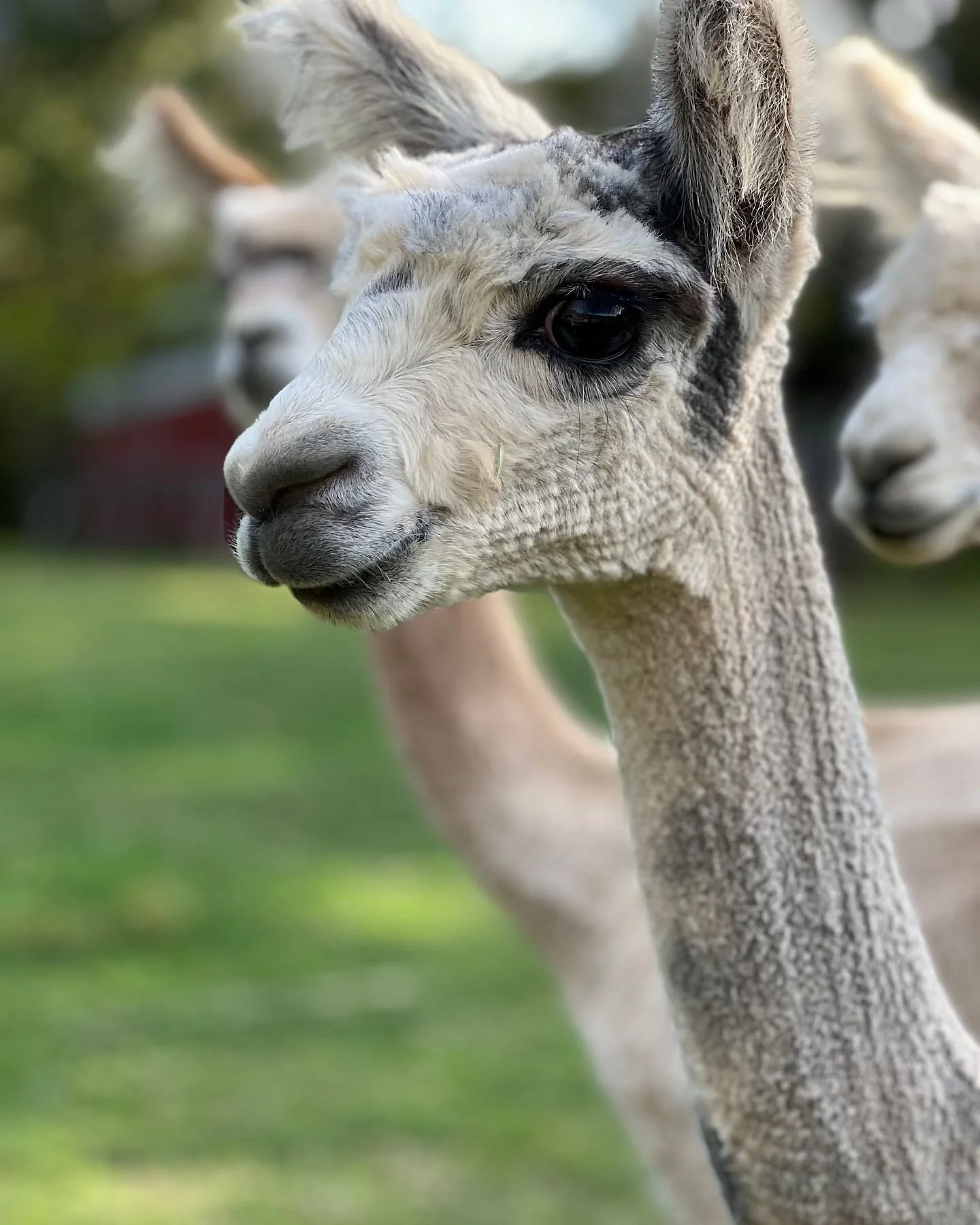 🦙✨ Look at these fluffy ears! ✨🦙
Can we talk about how cute these alpaca ears are? 😍 Teeny tiny but full of personality! Whether they&rsquo;re munching on grass or just striking a pose, our alpacas at Little Valley Farm are always up for a good ti
