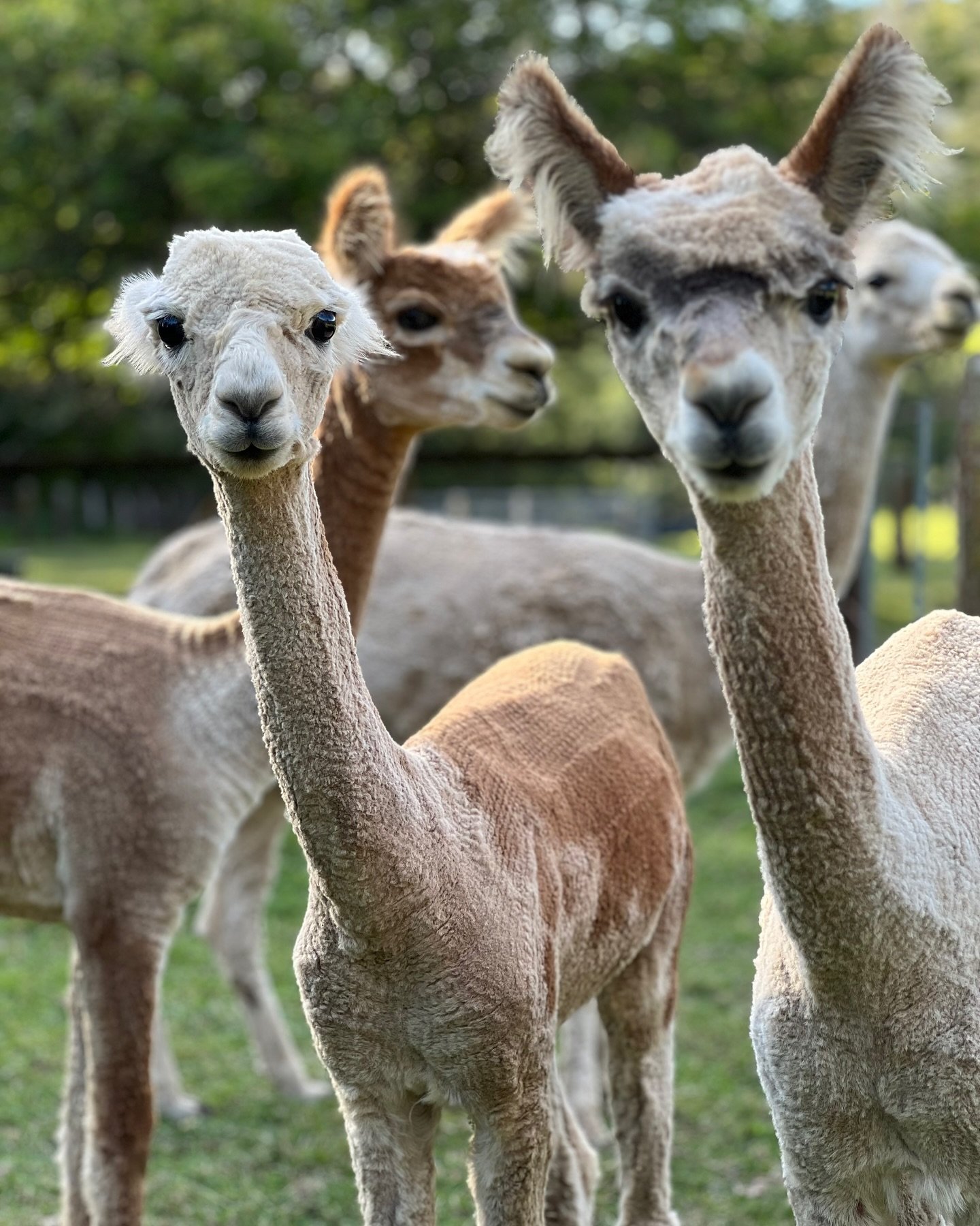 Alright, we&rsquo;re hitting the road this week to deliver alpacas! If you&rsquo;ve been thinking about adding alpacas to your life, now&rsquo;s the perfect time&mdash;let us know, and we&rsquo;ll do our best to fit you into our delivery schedule.

H