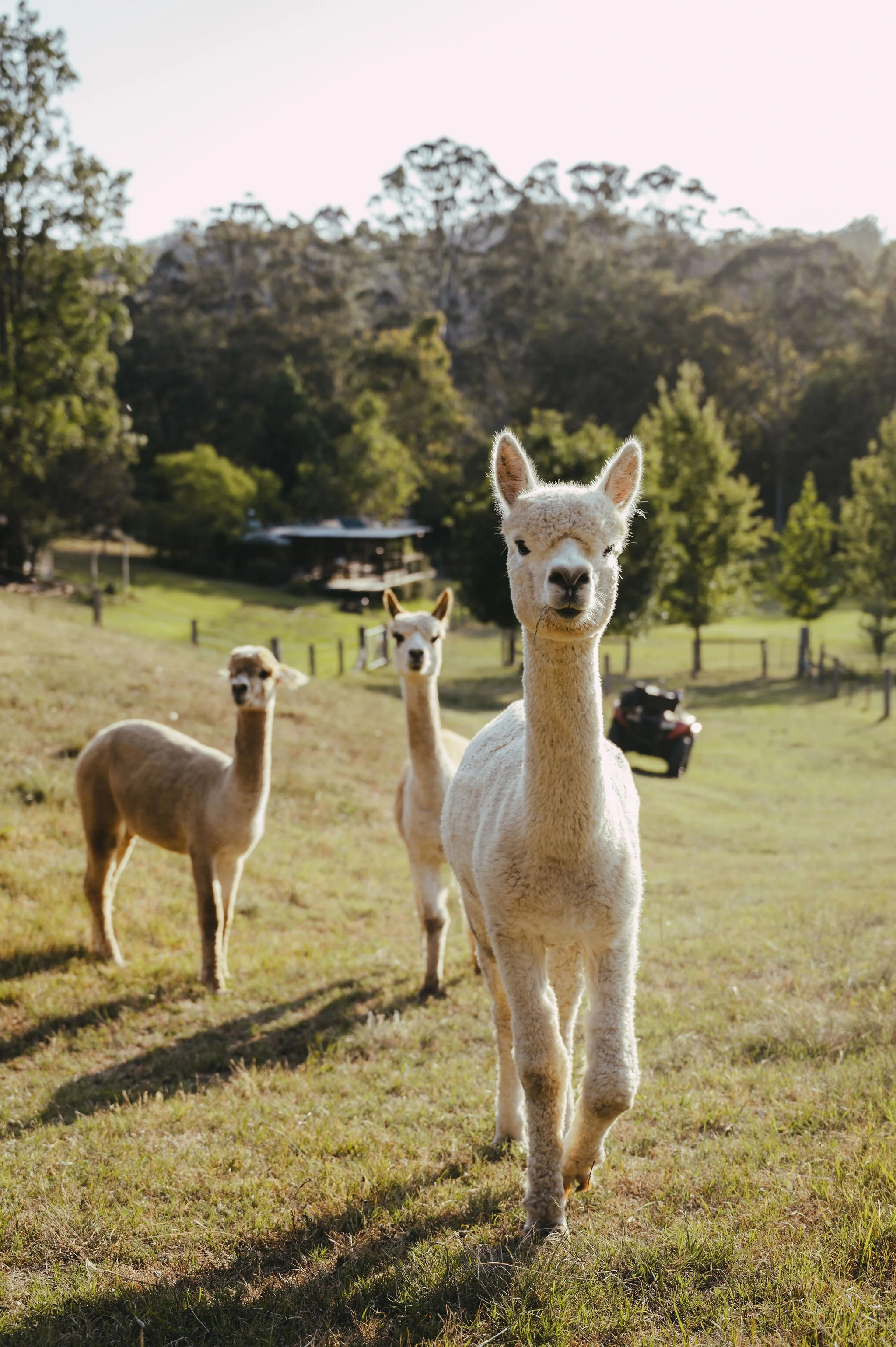 Alpacas for Sale Hunter Valley