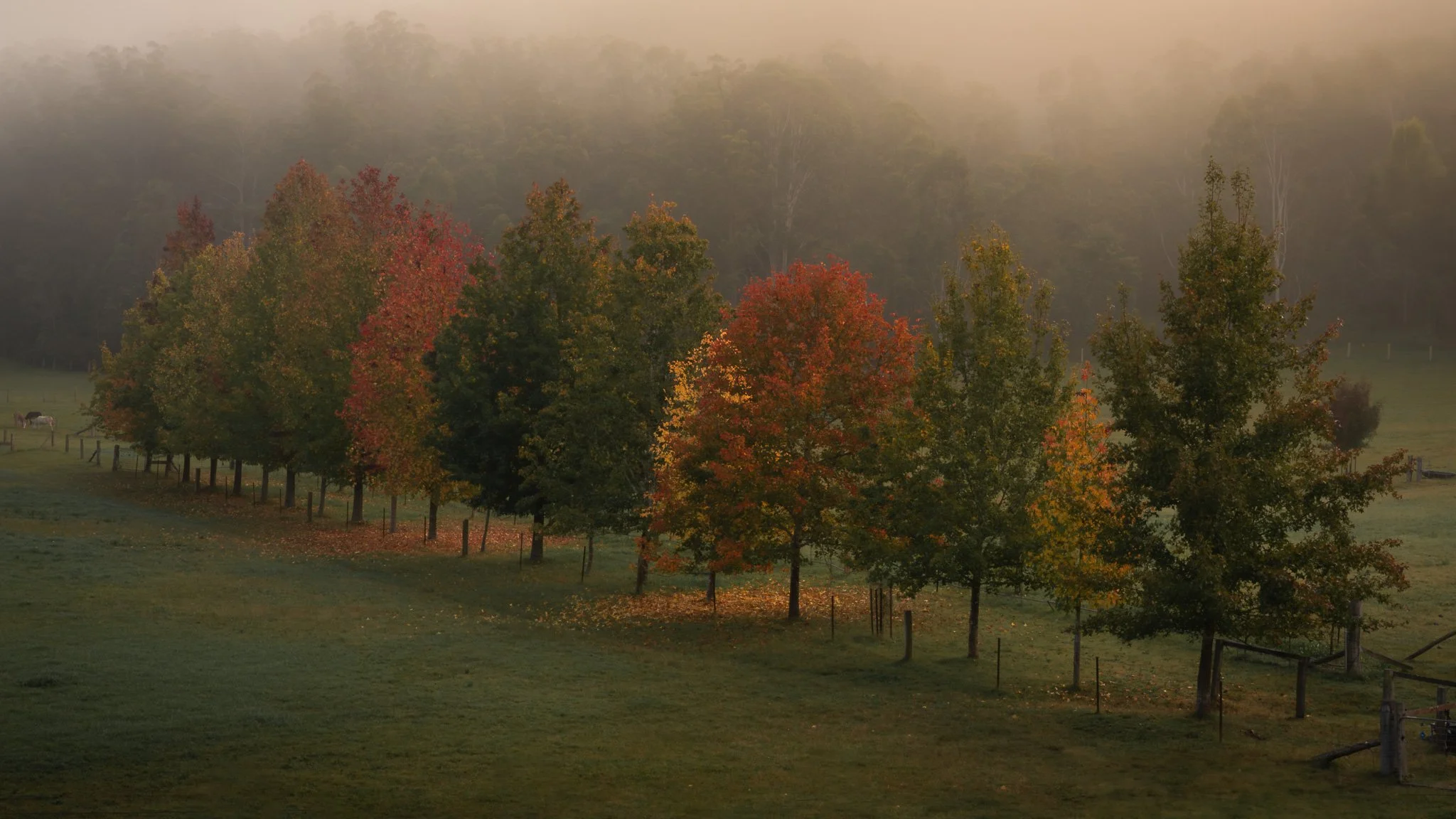 DSC_2635-Enhanced-NR.jpg