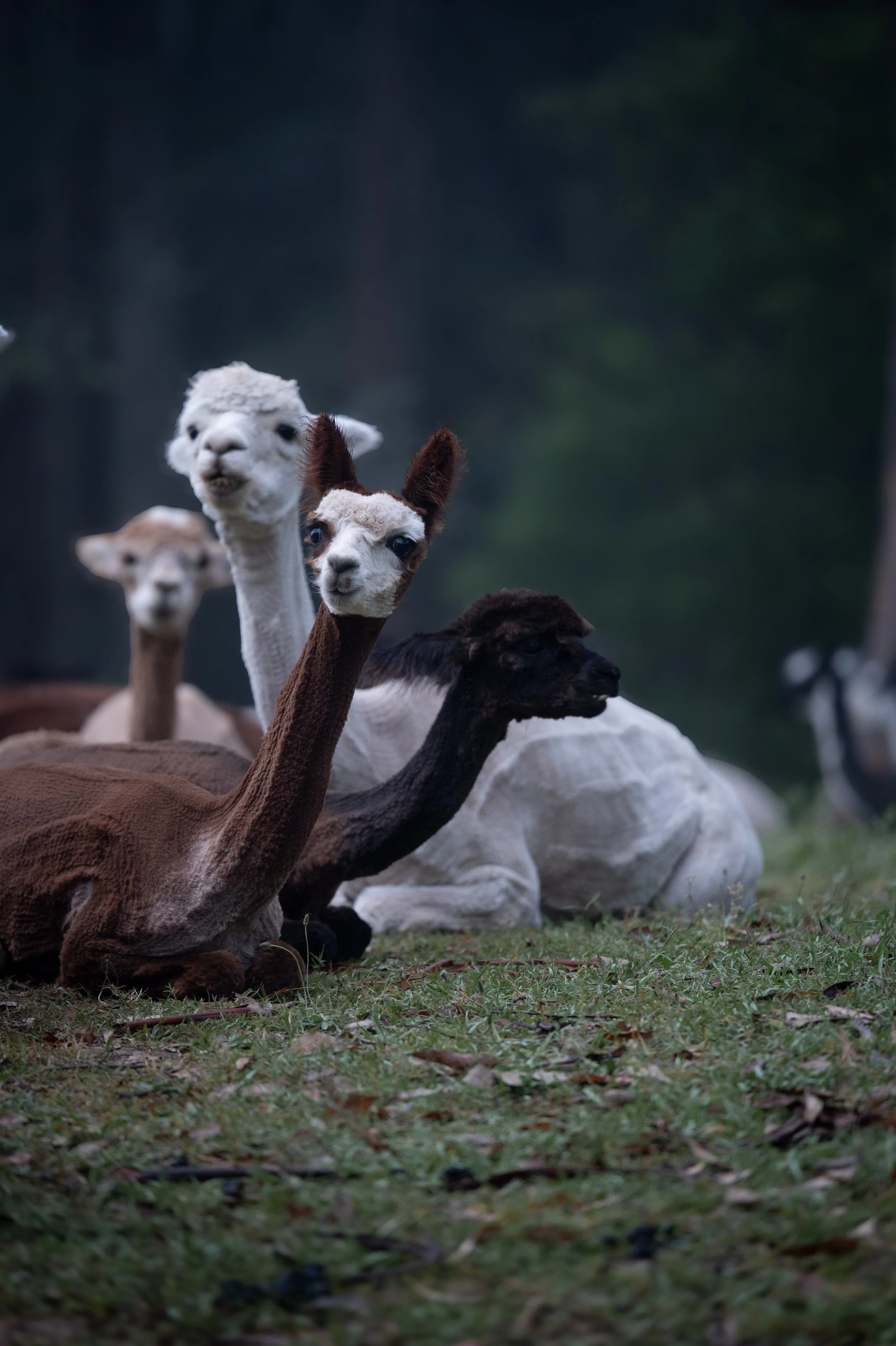 The Calm Science Behind an Alpaca’s Chew