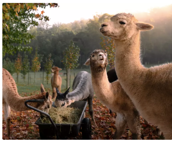 Sheer Perfection: When Our Alpacas Took Out a Hunter Photography Prize