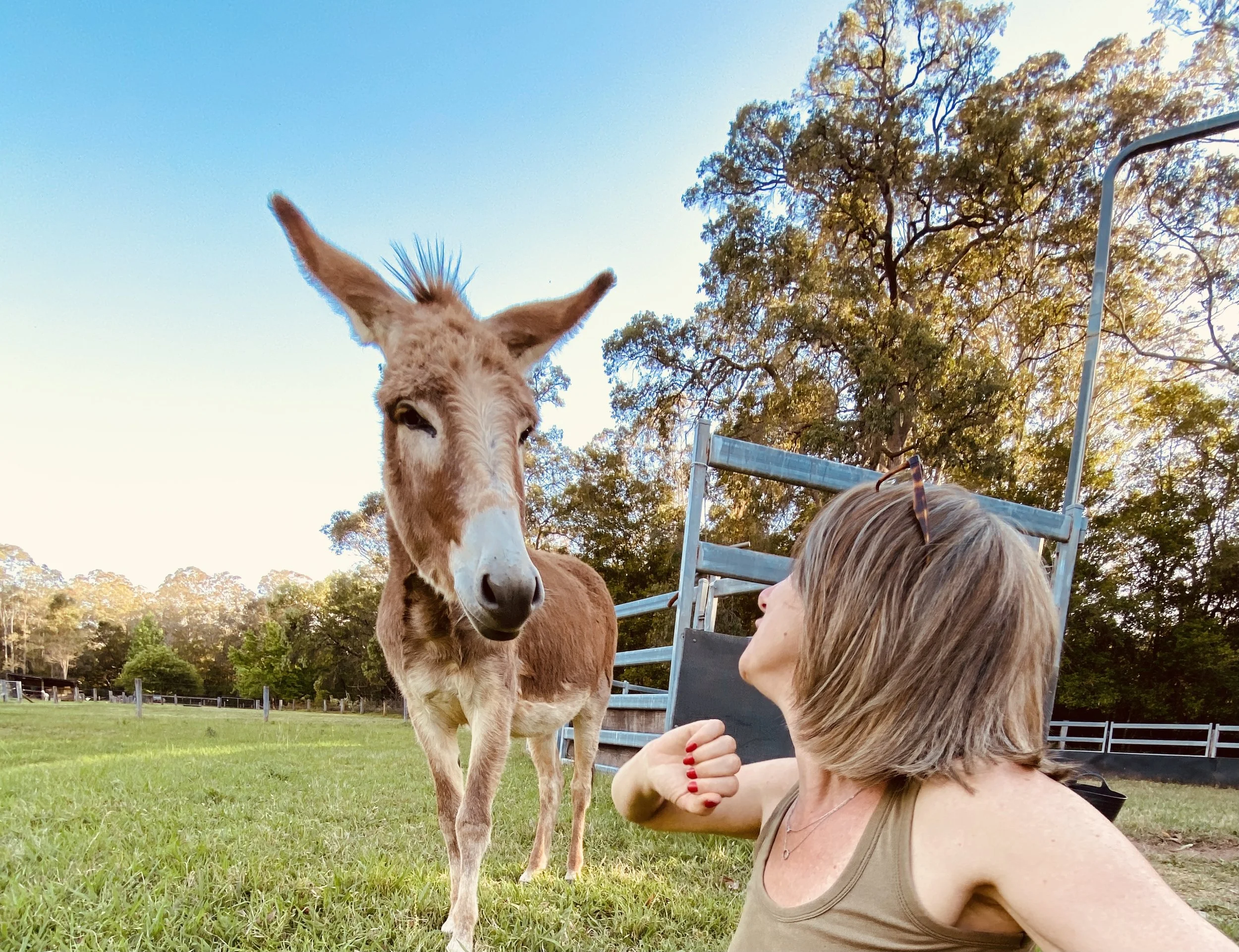 donkeys little valley farm hunter valley .JPG
