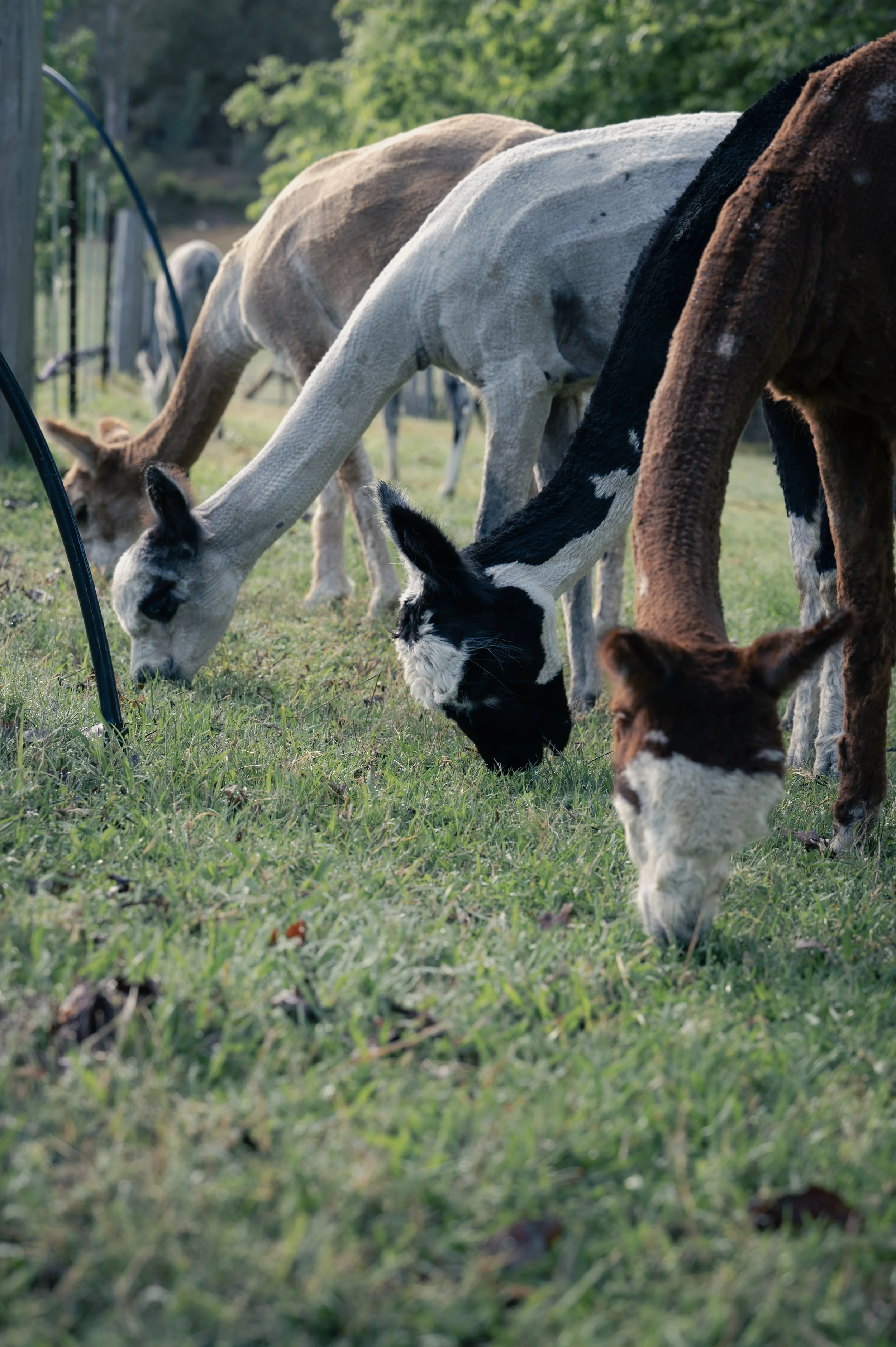 December at Little Valley: dates are open, and so is $100 off