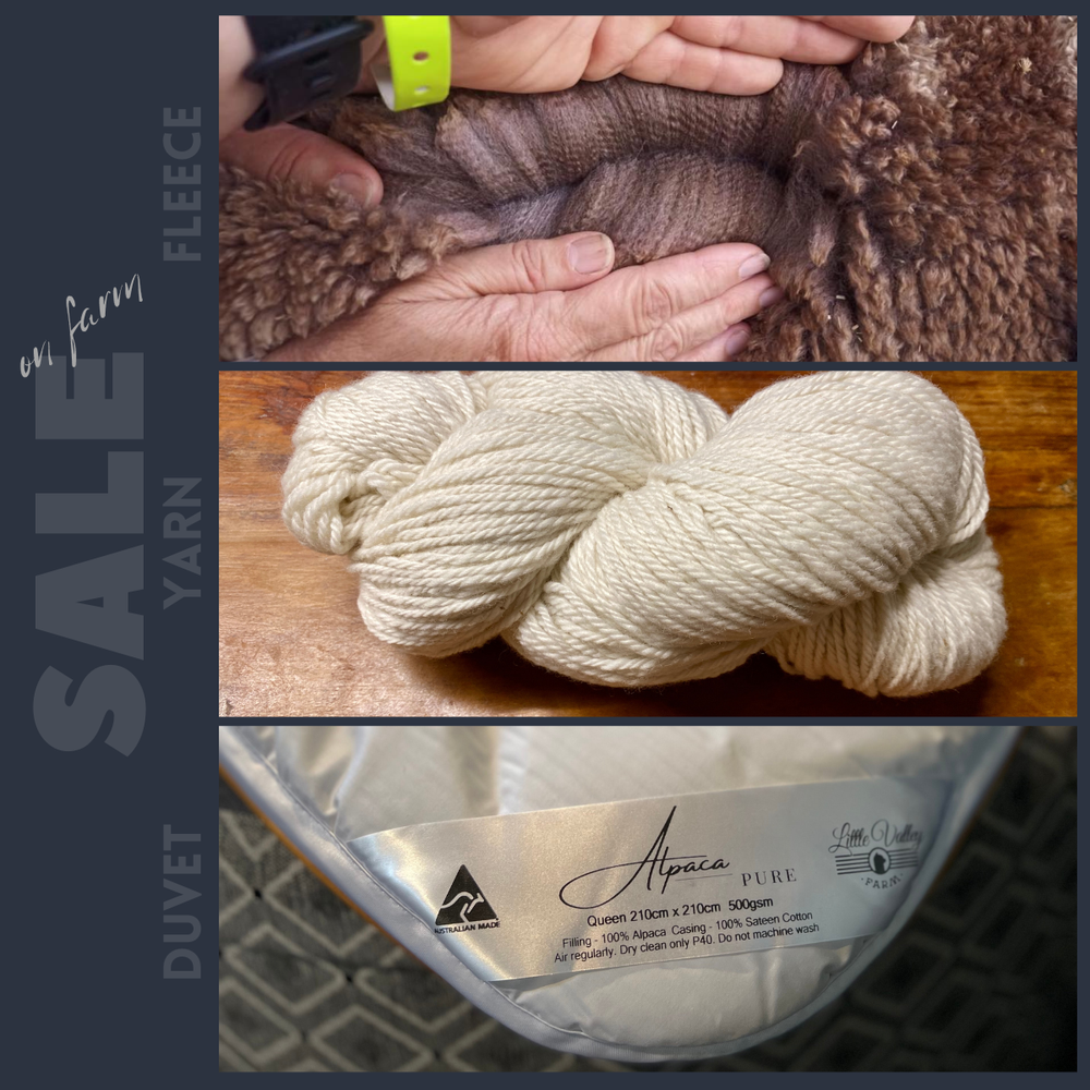 Alpaca Fleece Sale Day in Laguna — Little Valley Farm