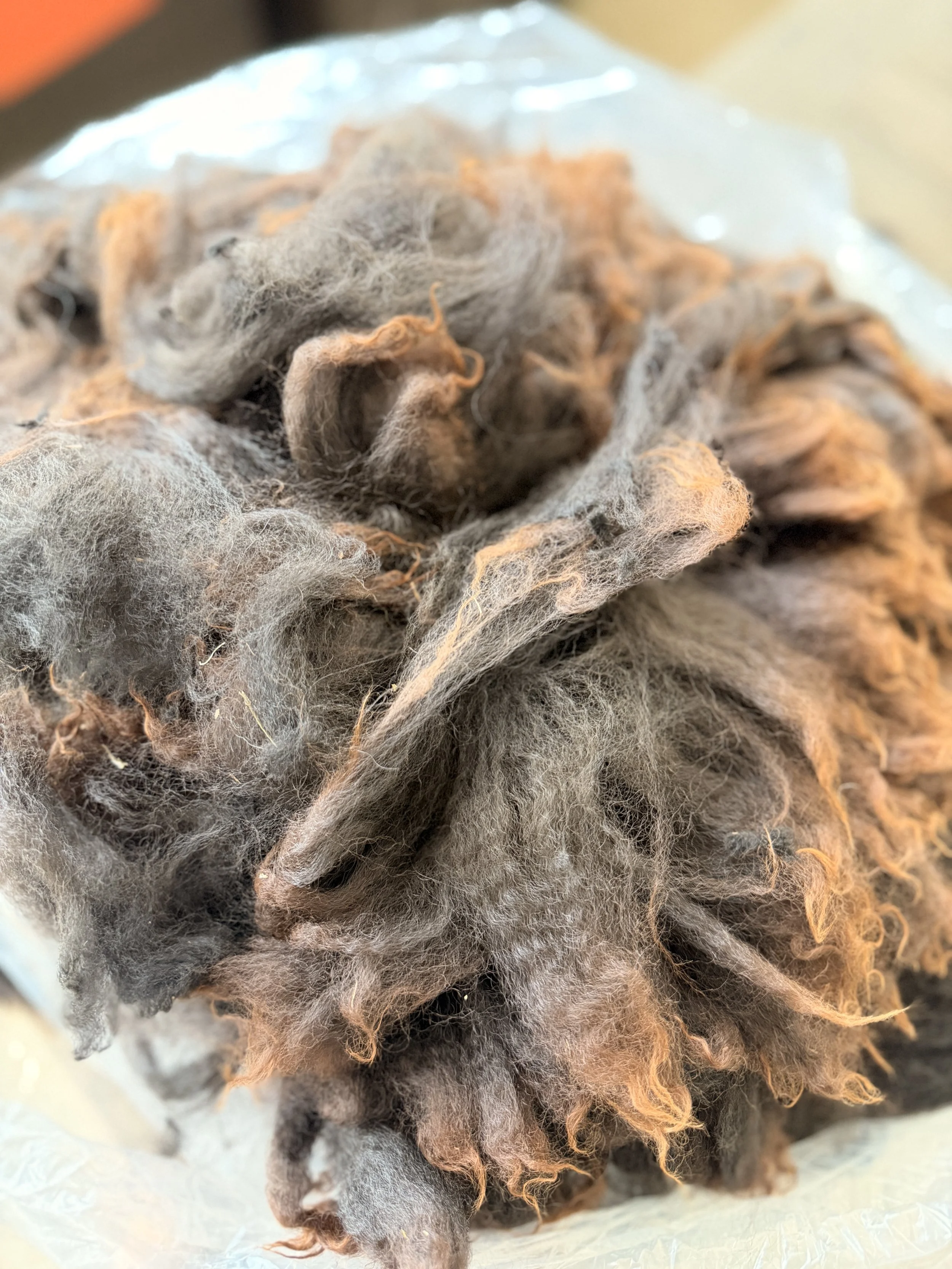 alpaca fleece for sale australia .jpg