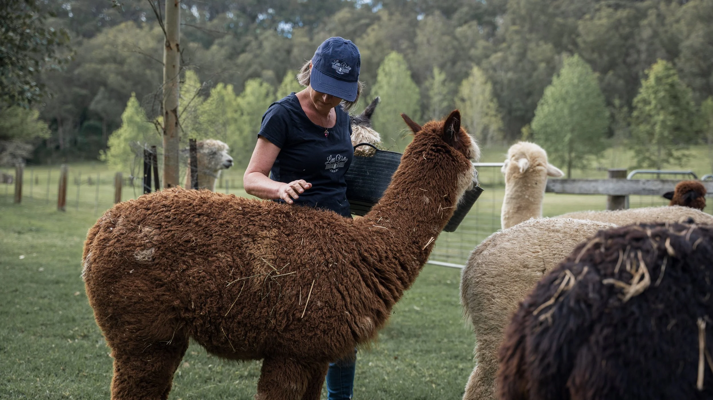 calise-rose the alpaca at littlevalleyfarm alpacafarmhuntervalley 2026.jpg