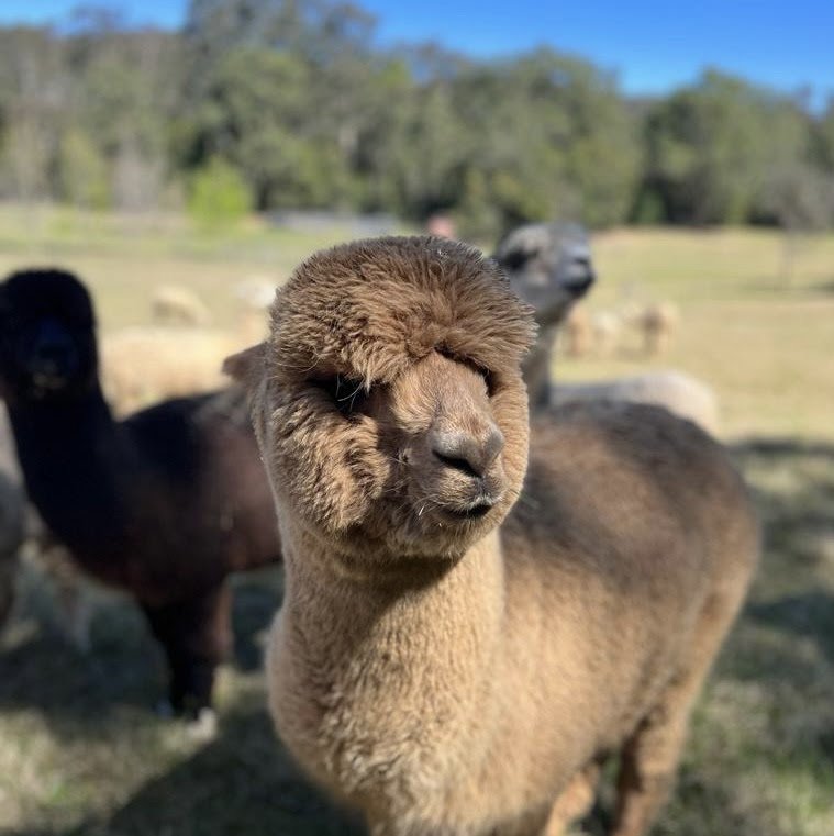 Alpacas for sale in the Hunter Valley  Little Valley Farm — Little Valley  Farm