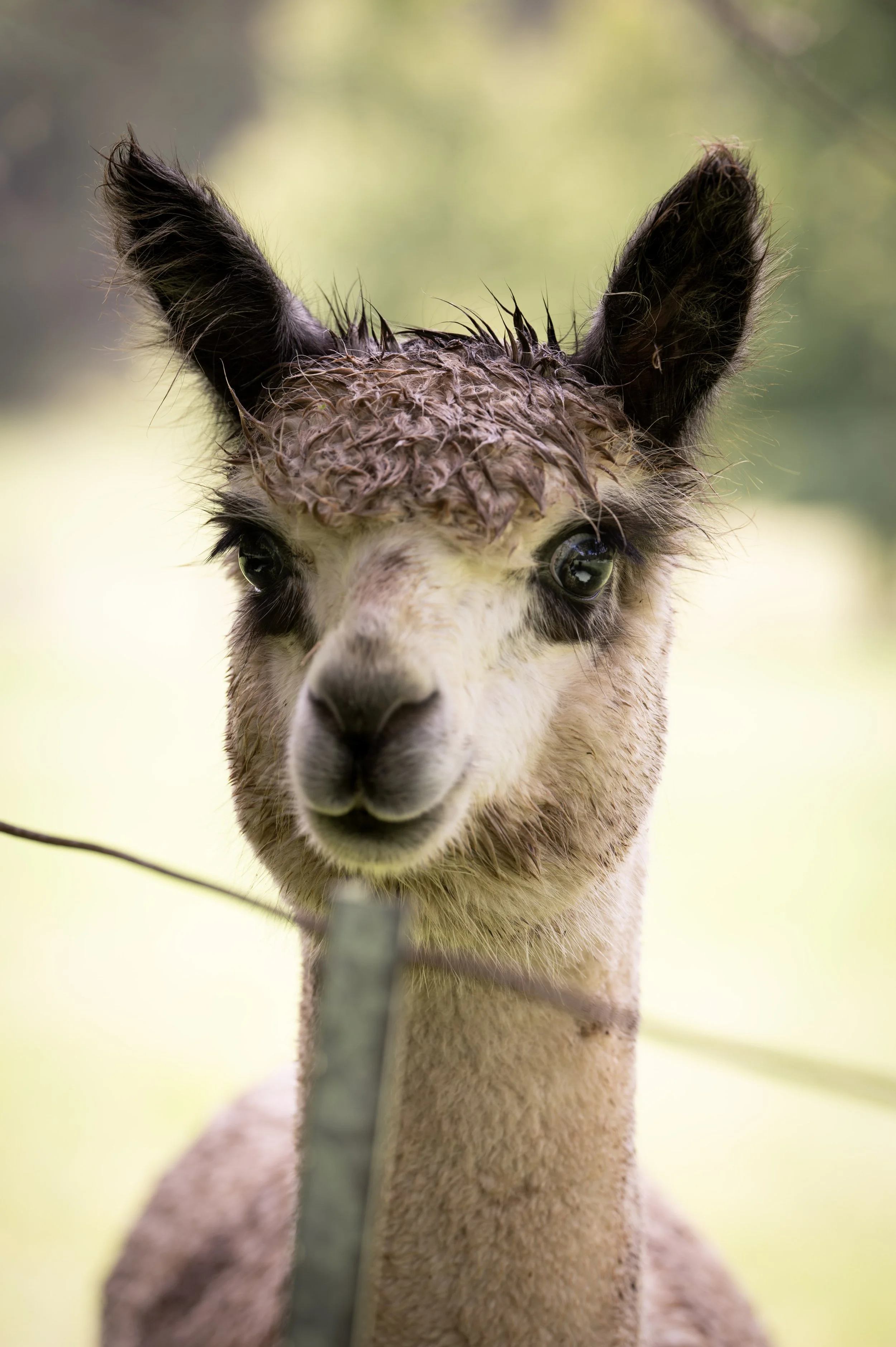 starlightdelight the alpaca at littlevalleyfarm alpaca farm huntervalley.JPEG